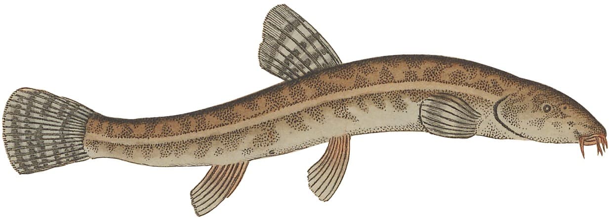 Stone Loach