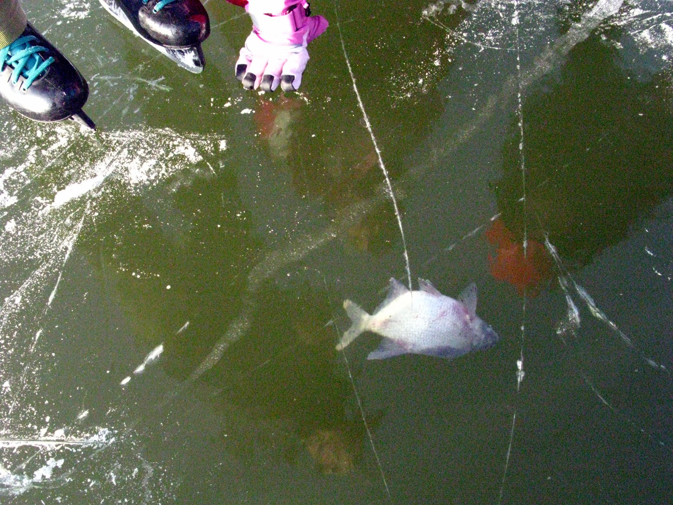Common Bream