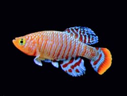Rachov's Killifish