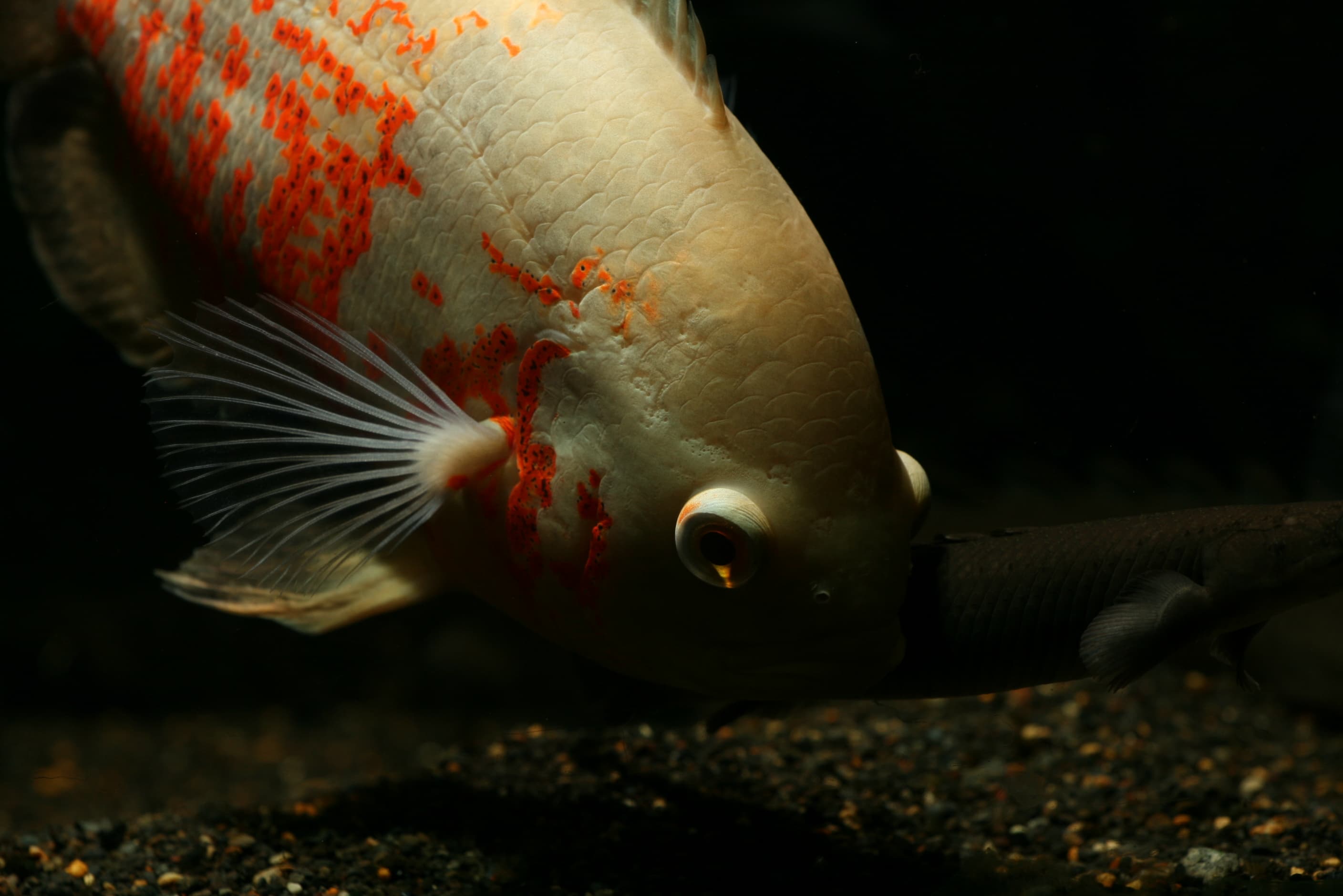 Oscar Cichlid