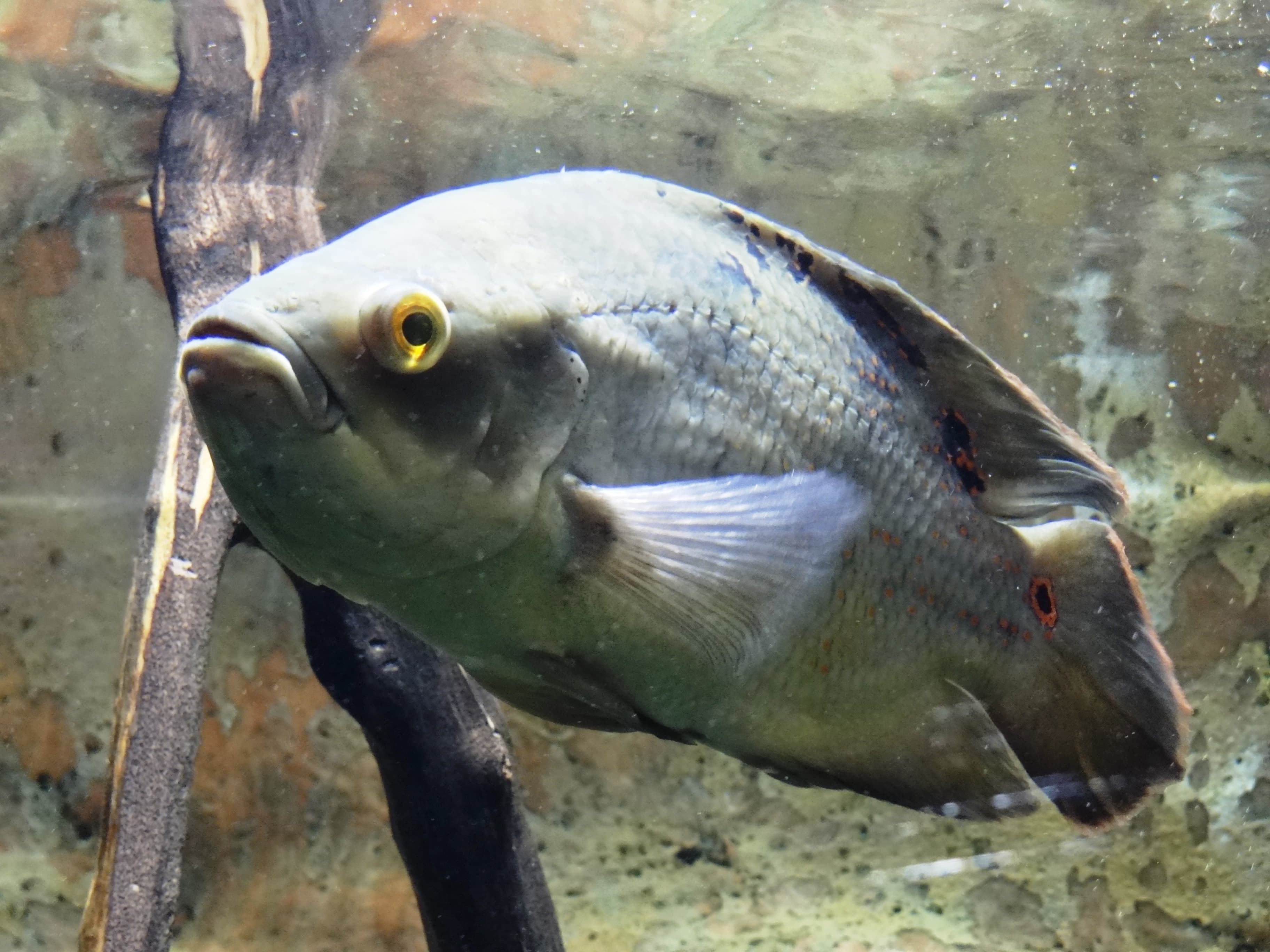 Oscar Cichlid