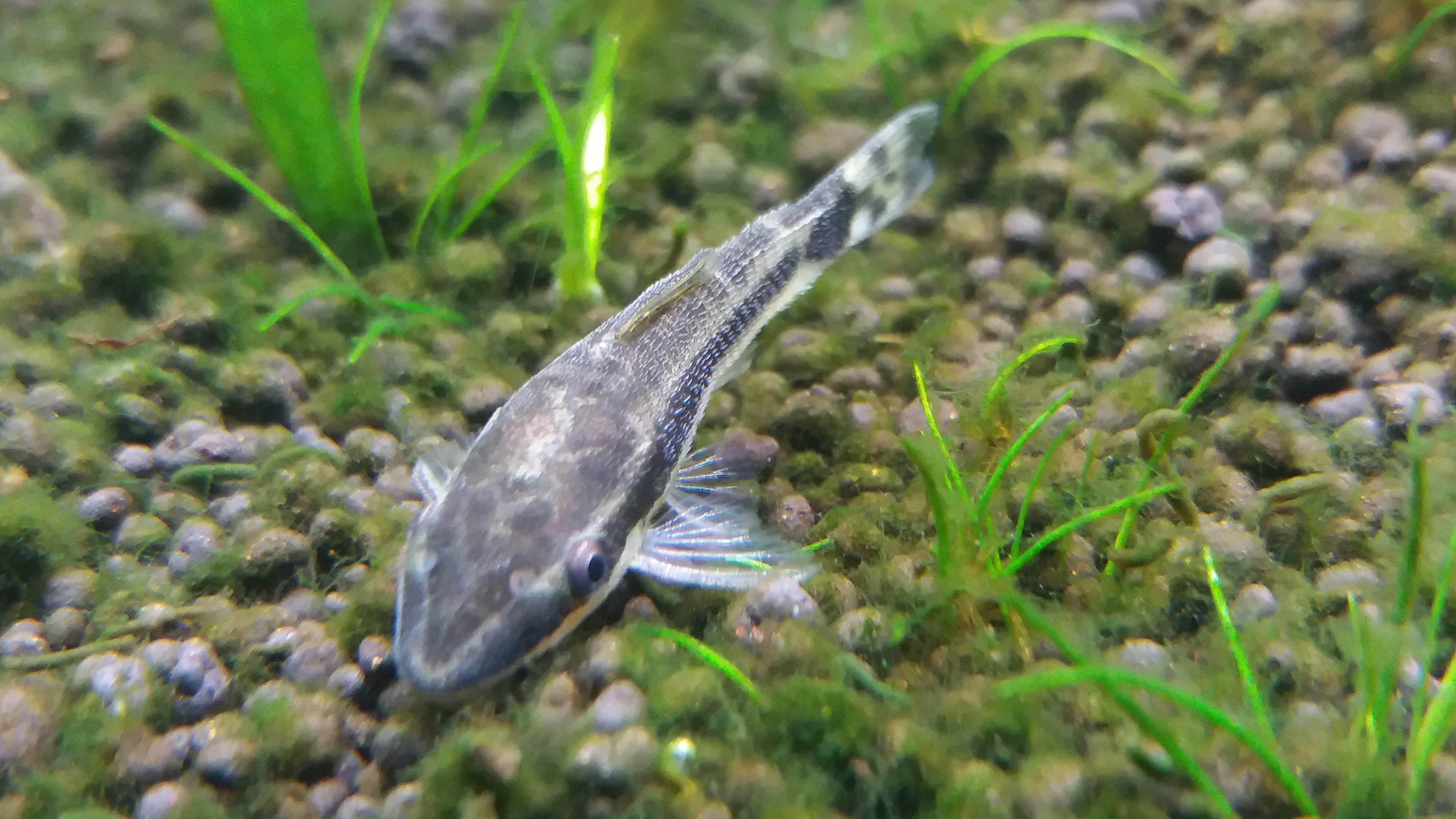 Dwarf Otocinclus