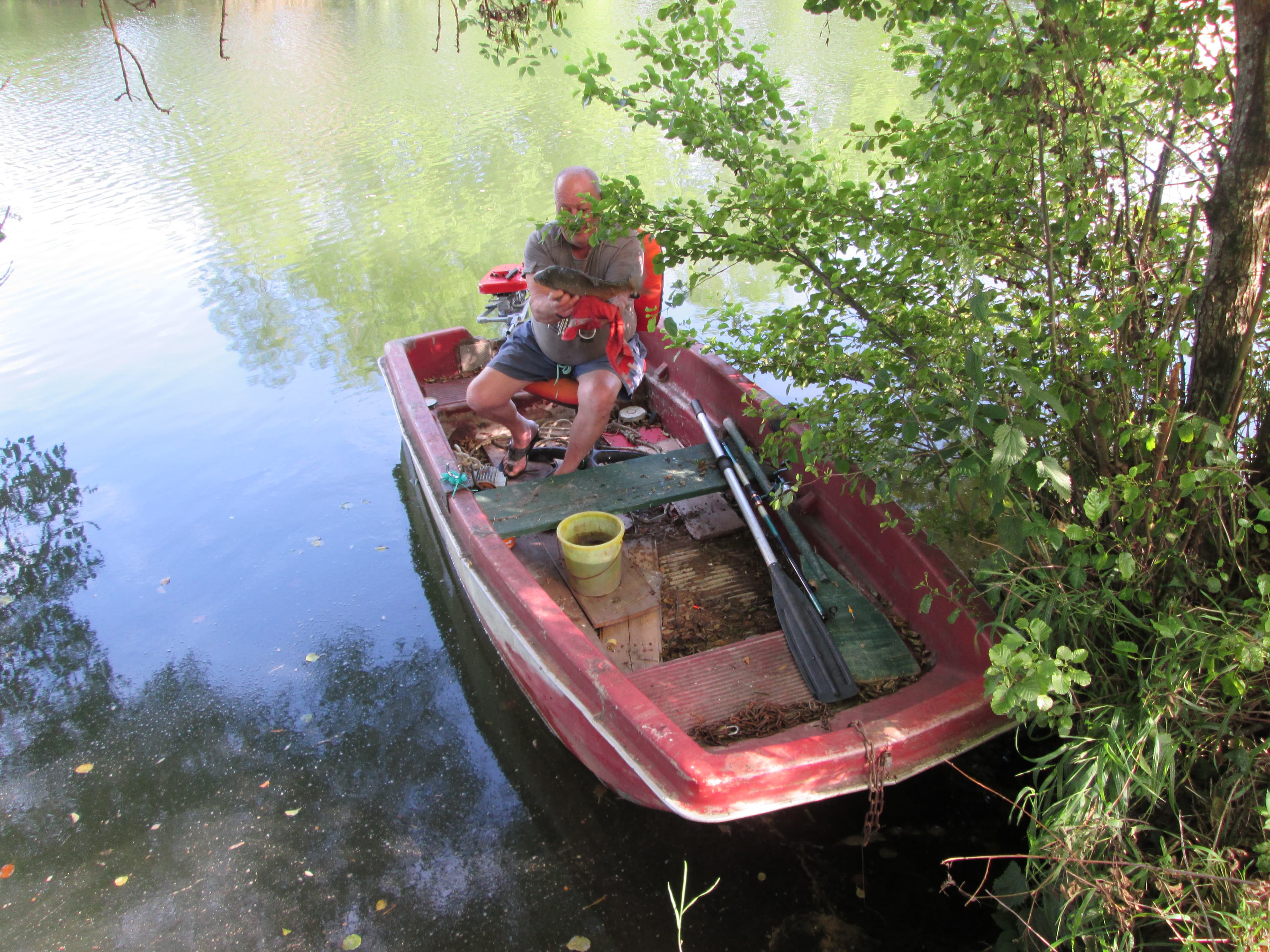 Common Bream