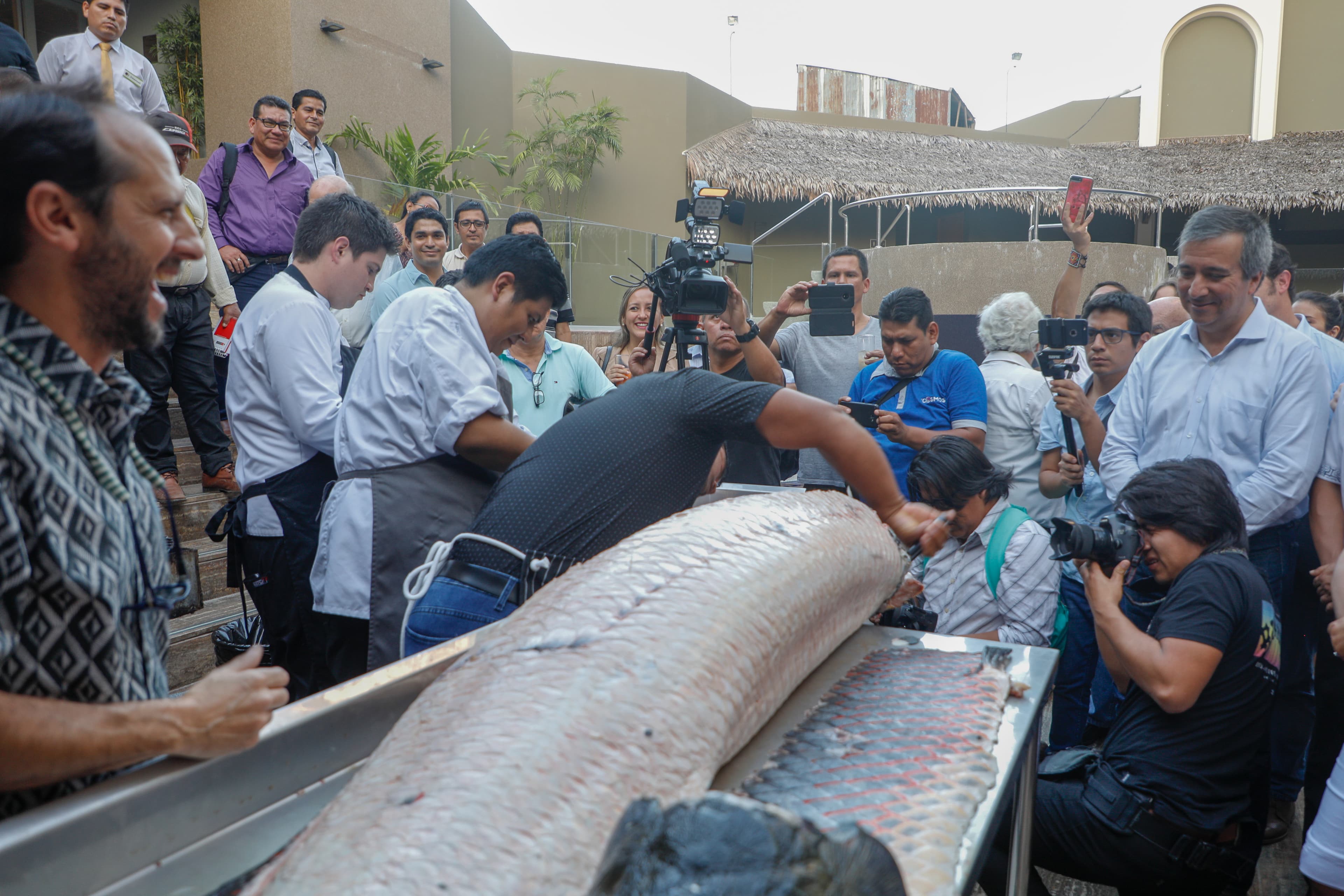 Arapaima