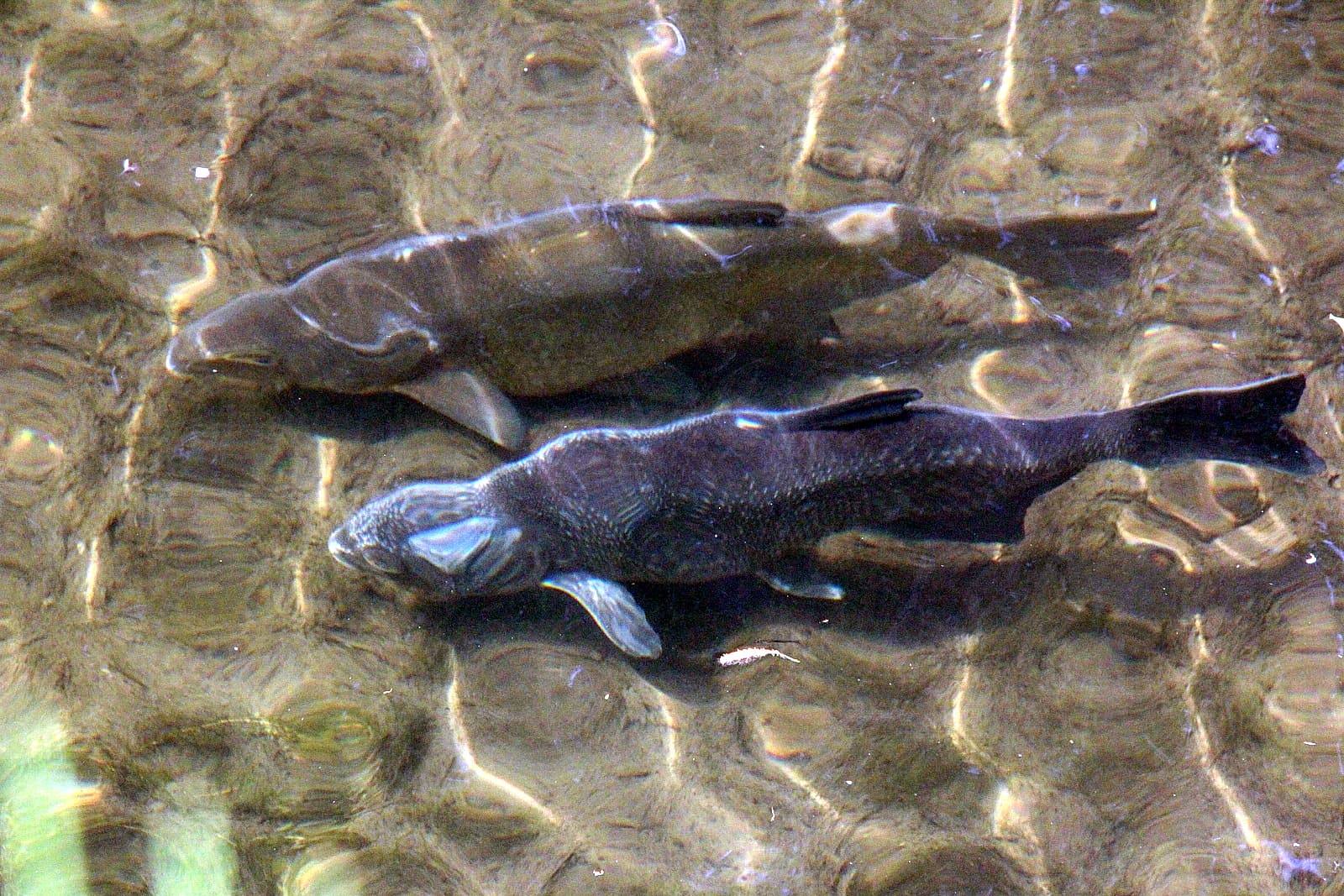 Common Bream