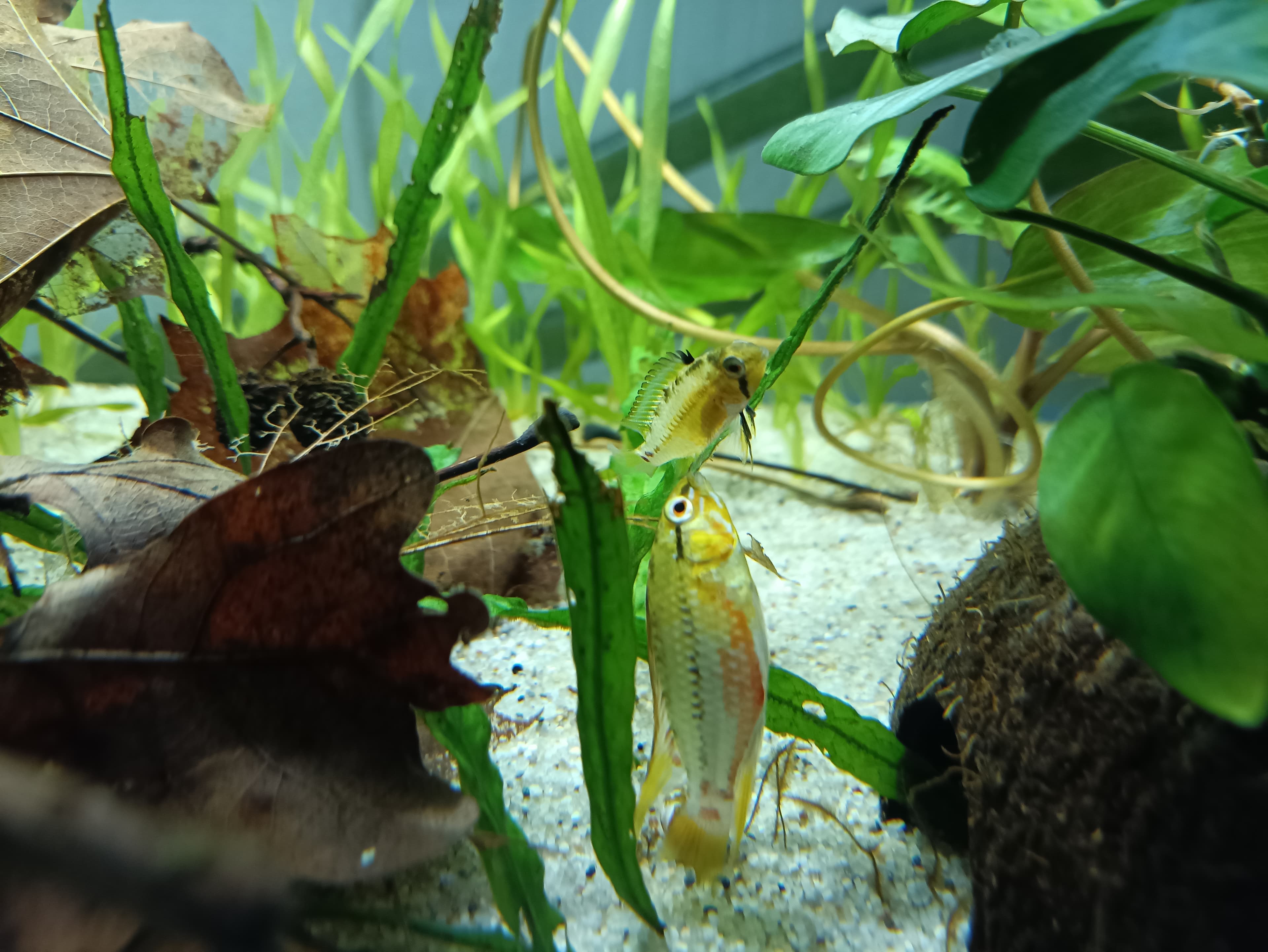 Hongslo's Dwarf Cichlid