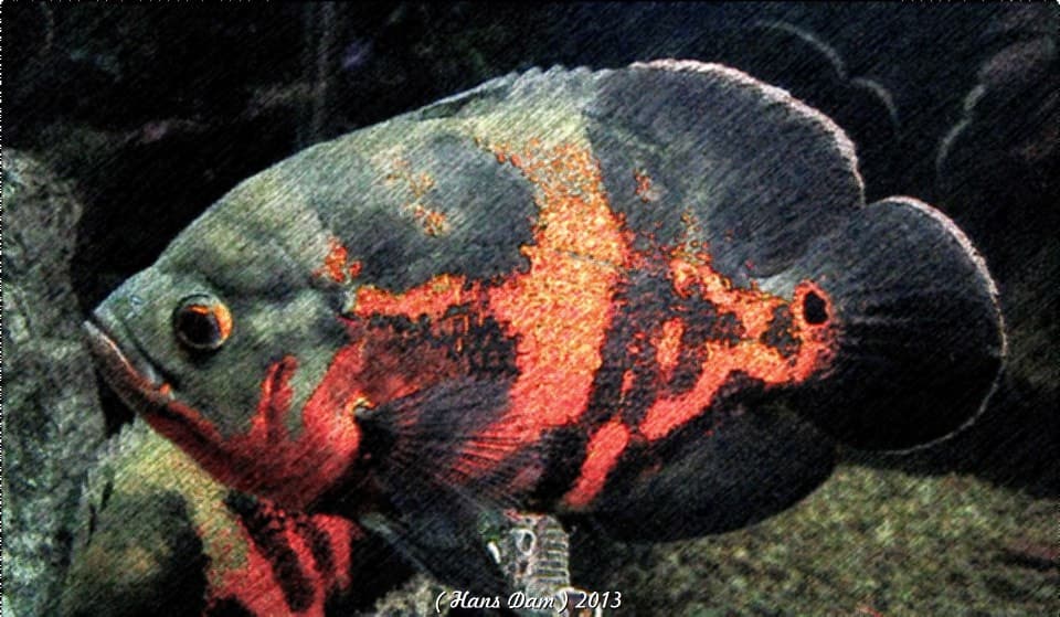 Oscar Cichlid