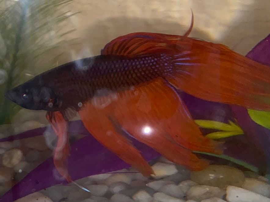 Betta Fish