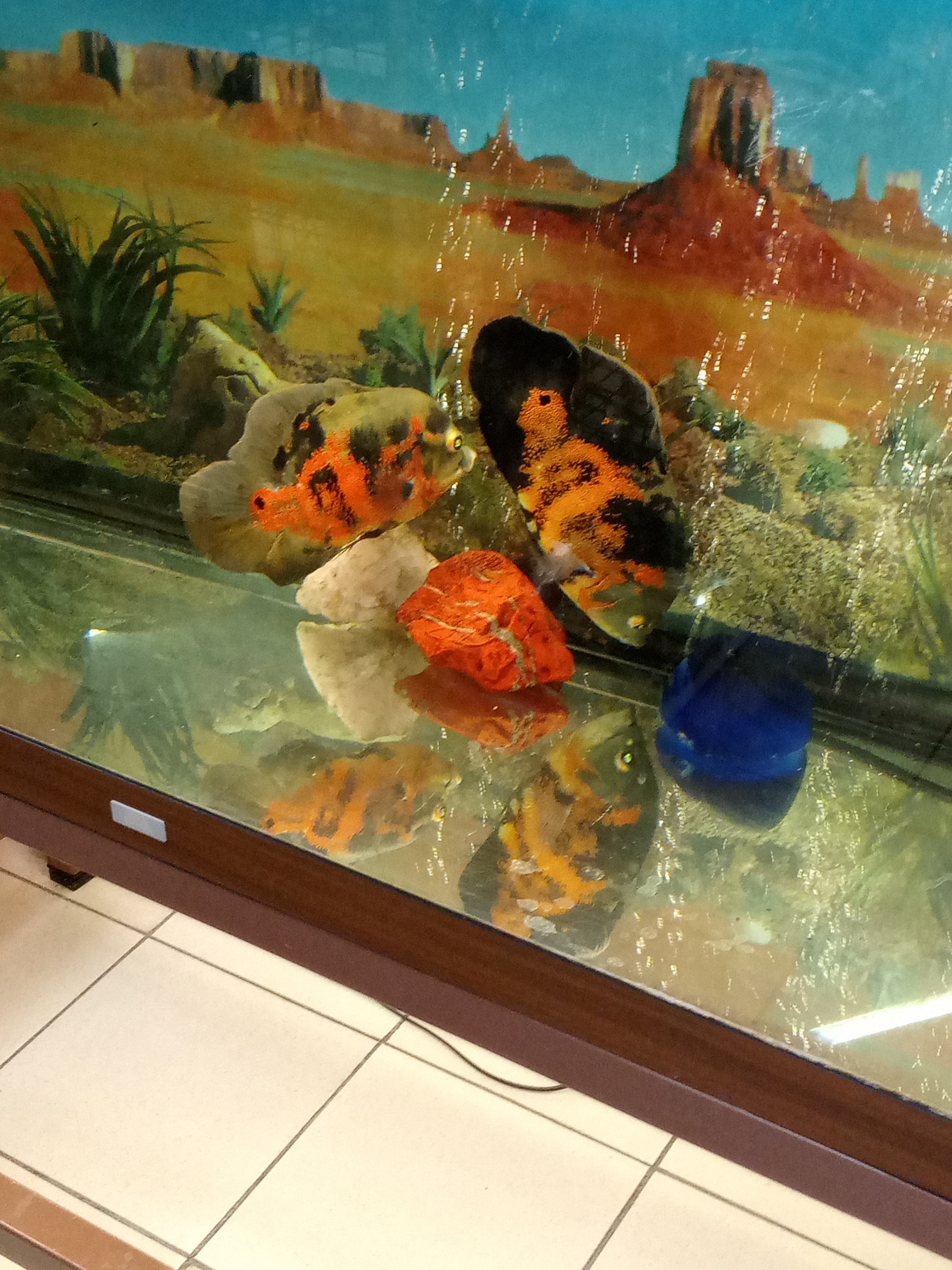 Oscar Cichlid