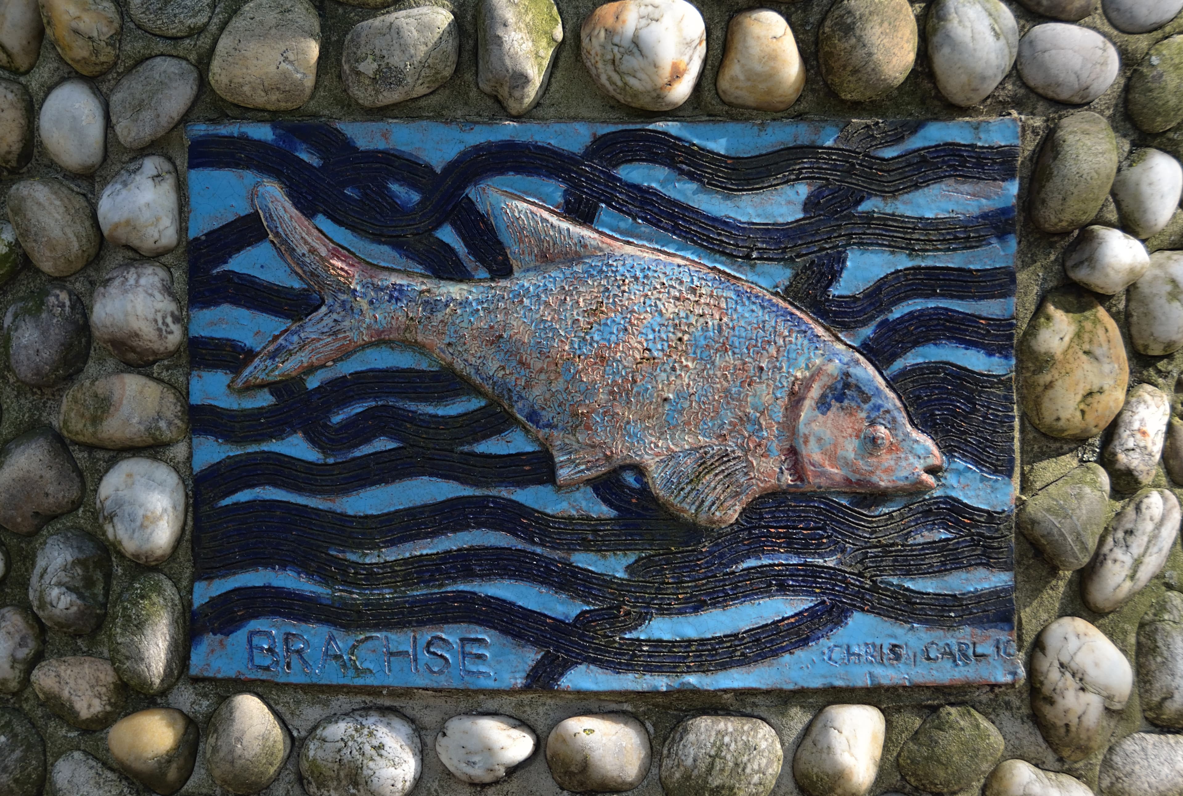 Common Bream