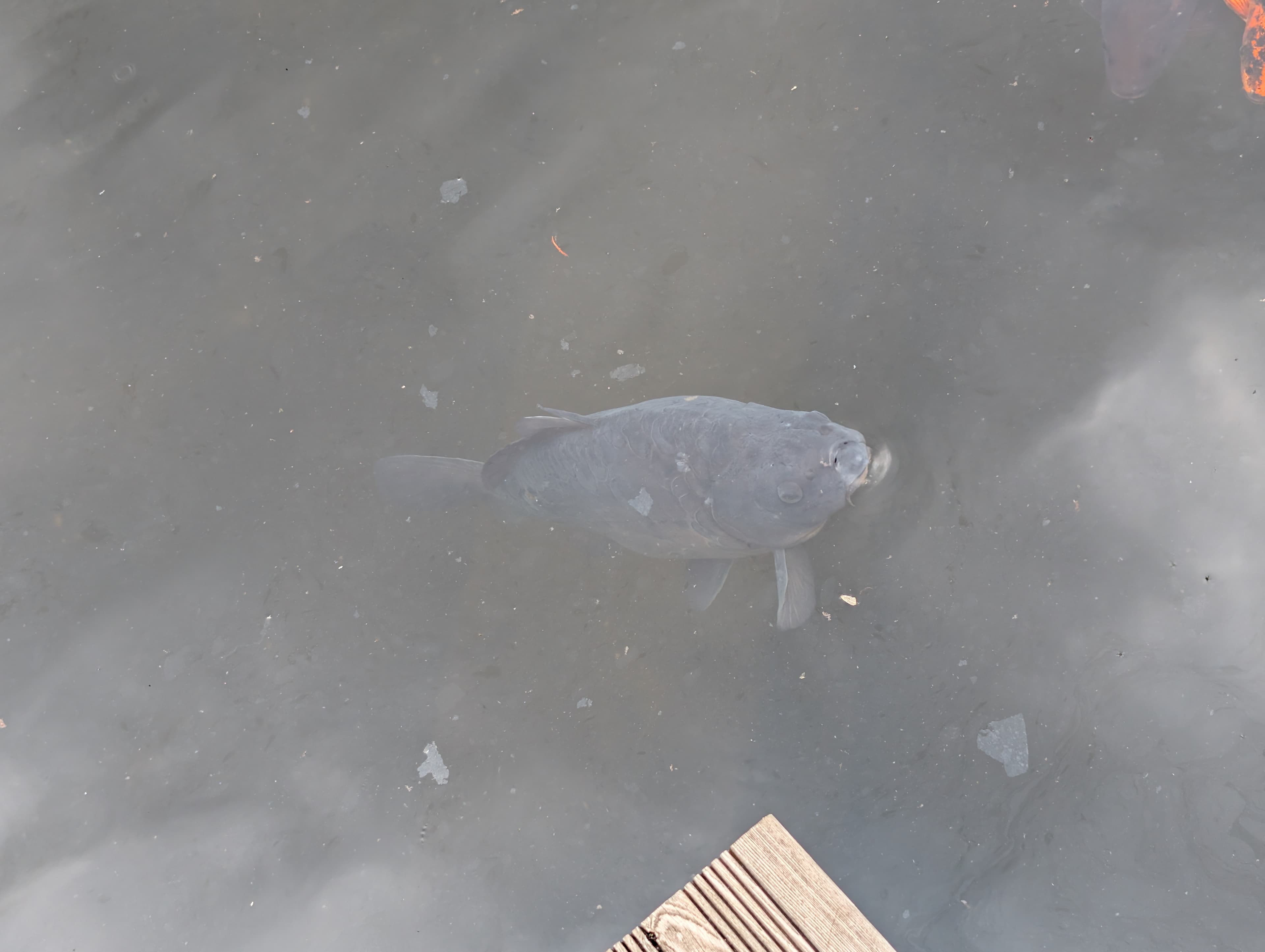 Common Carp