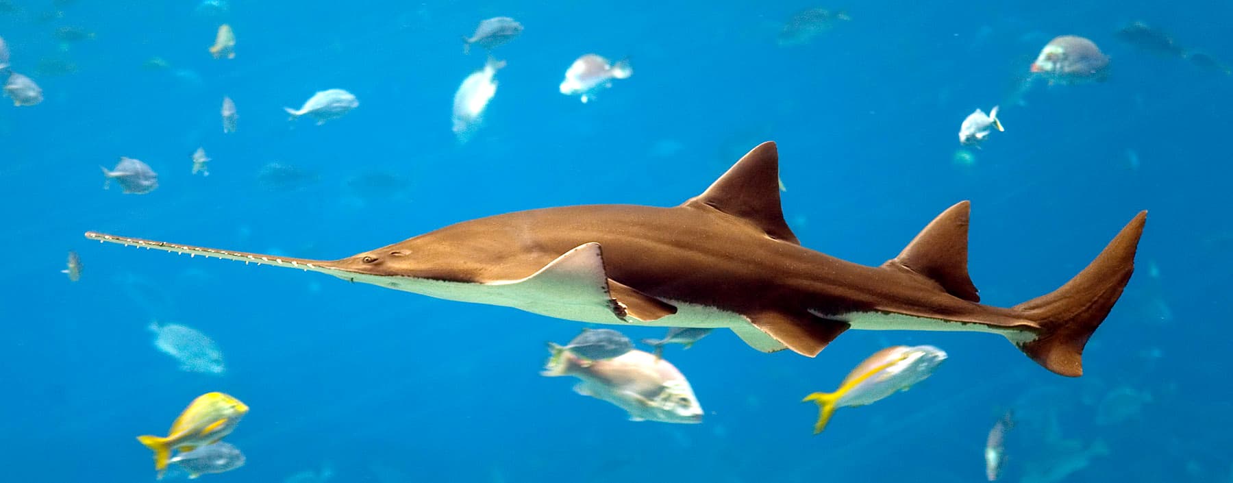 Common Sawfish