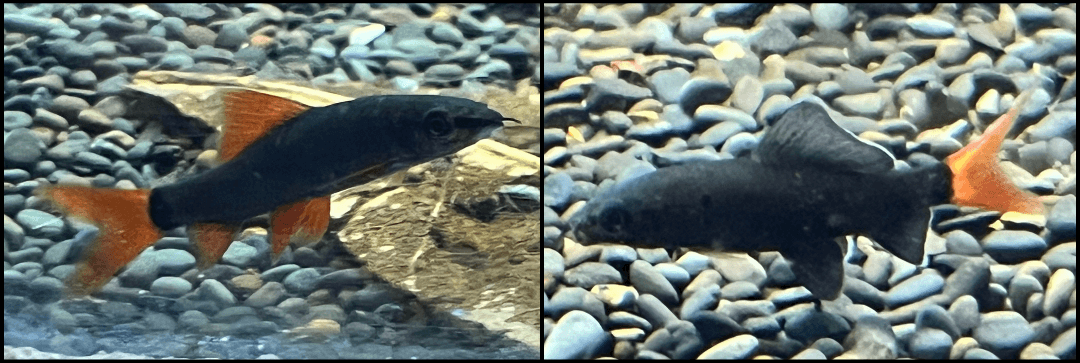 Rainbow Shark