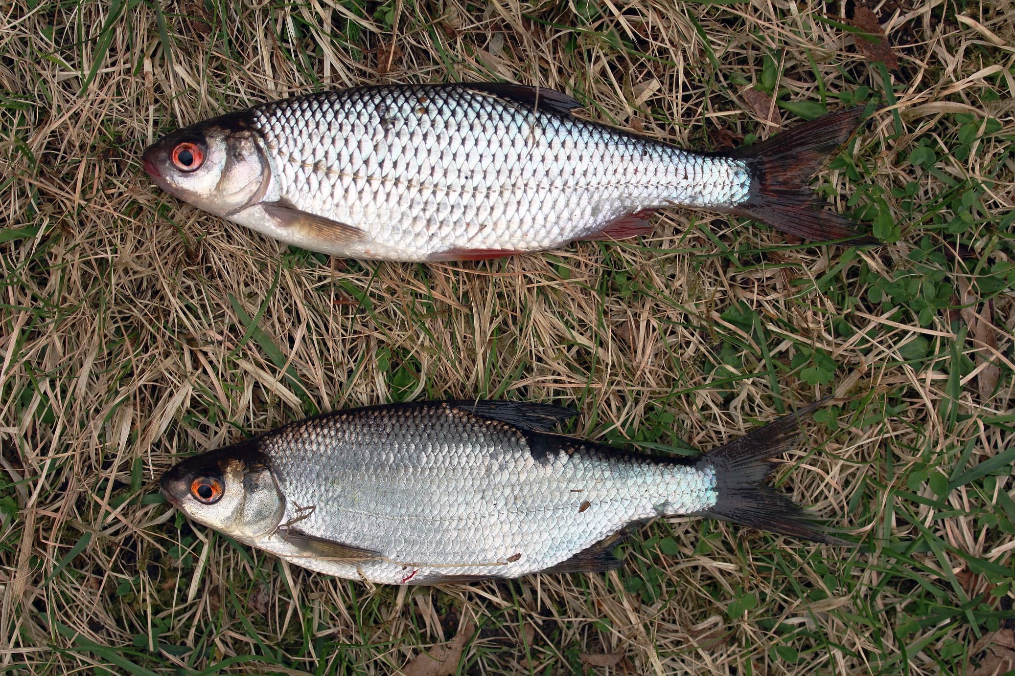 Roach Bream Hybrid