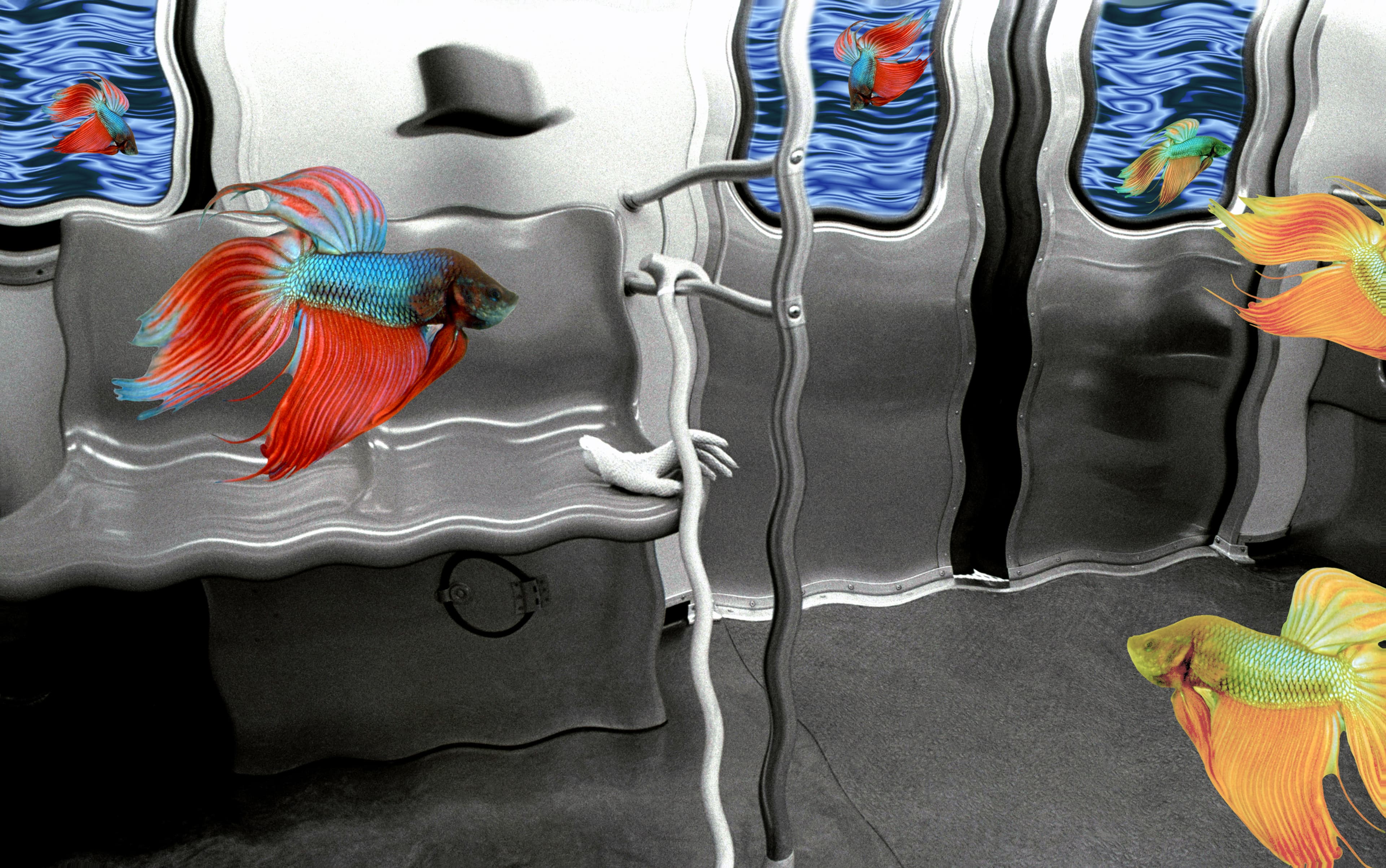 Betta Fish