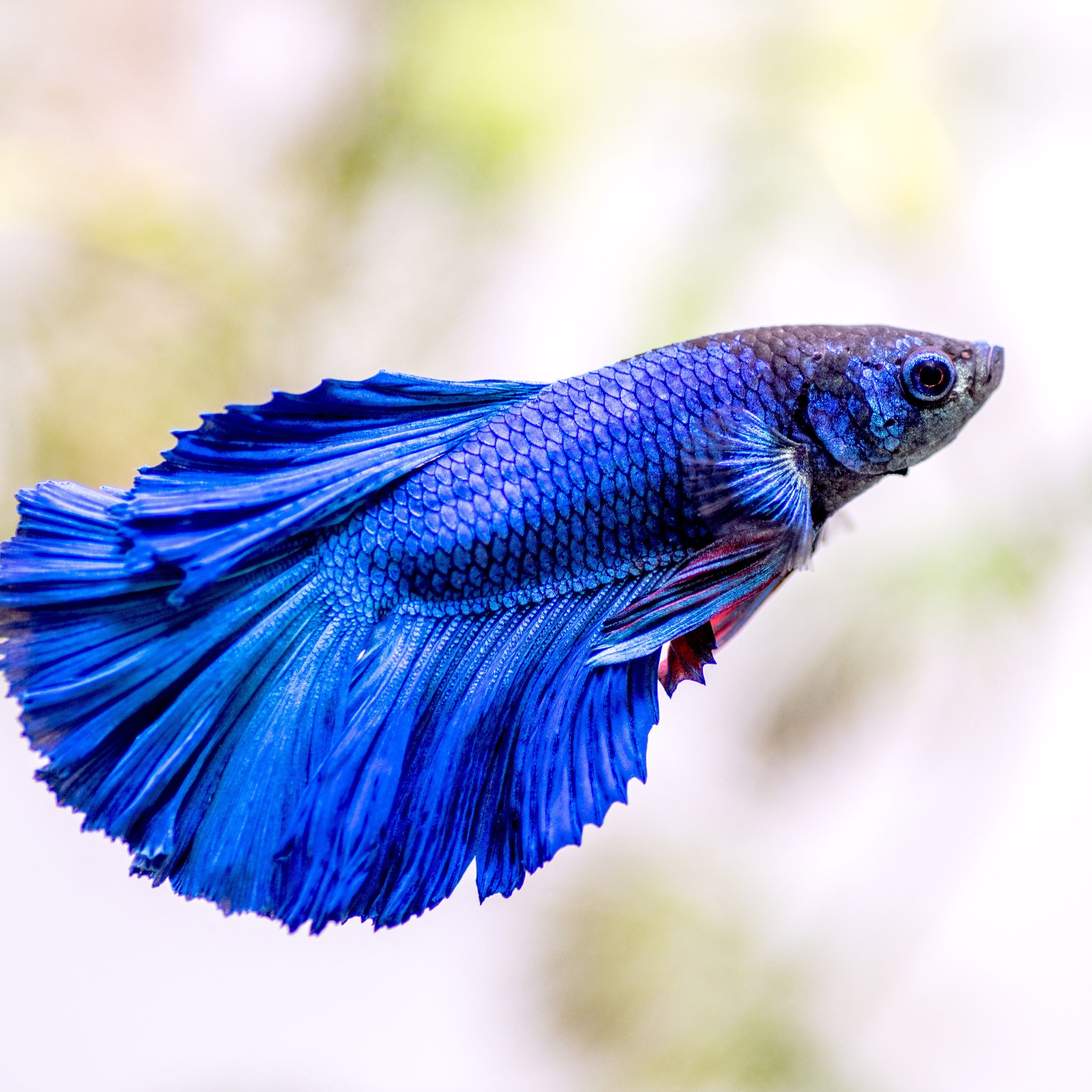 Siamese Fighting Fish