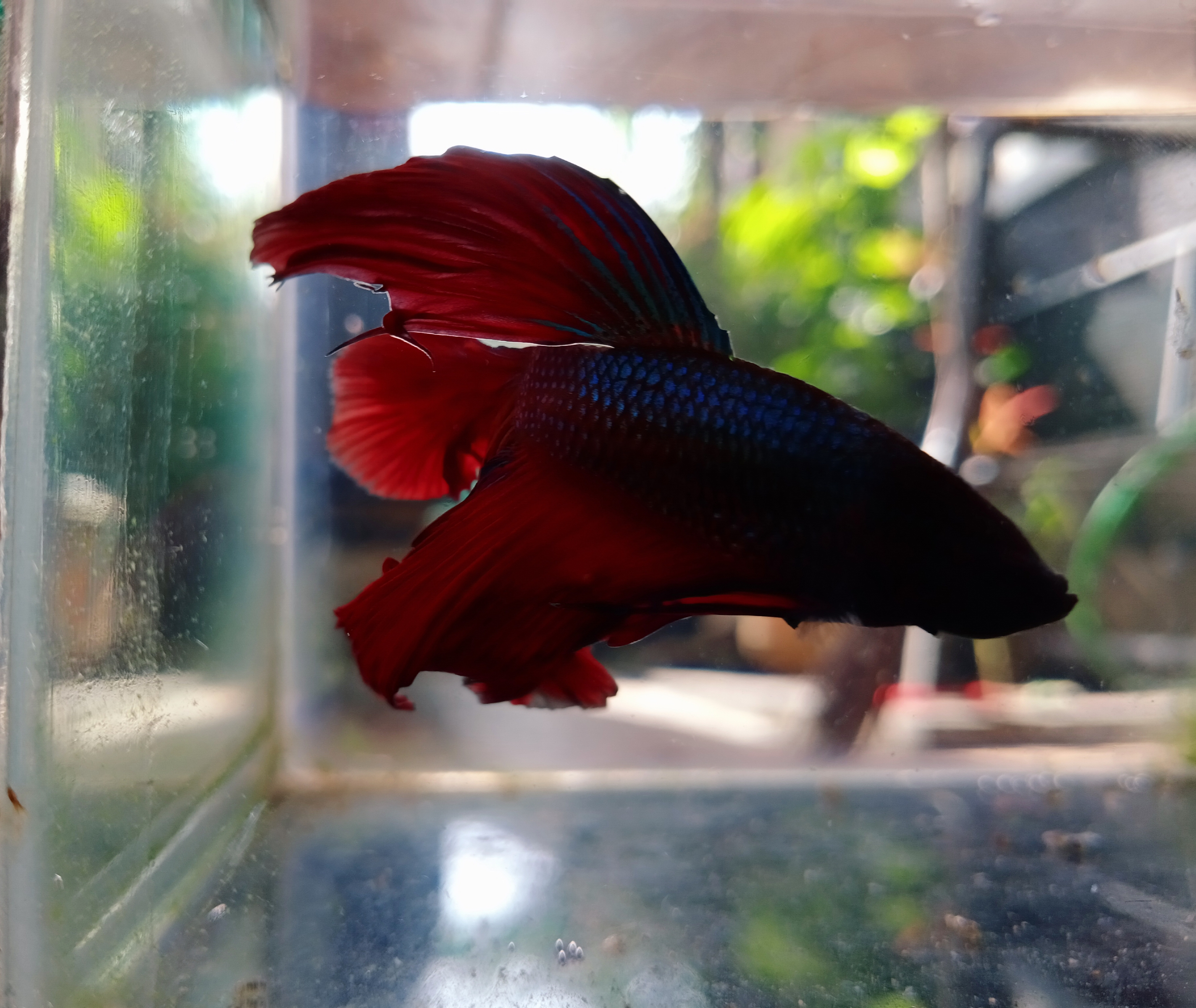 Betta Fish