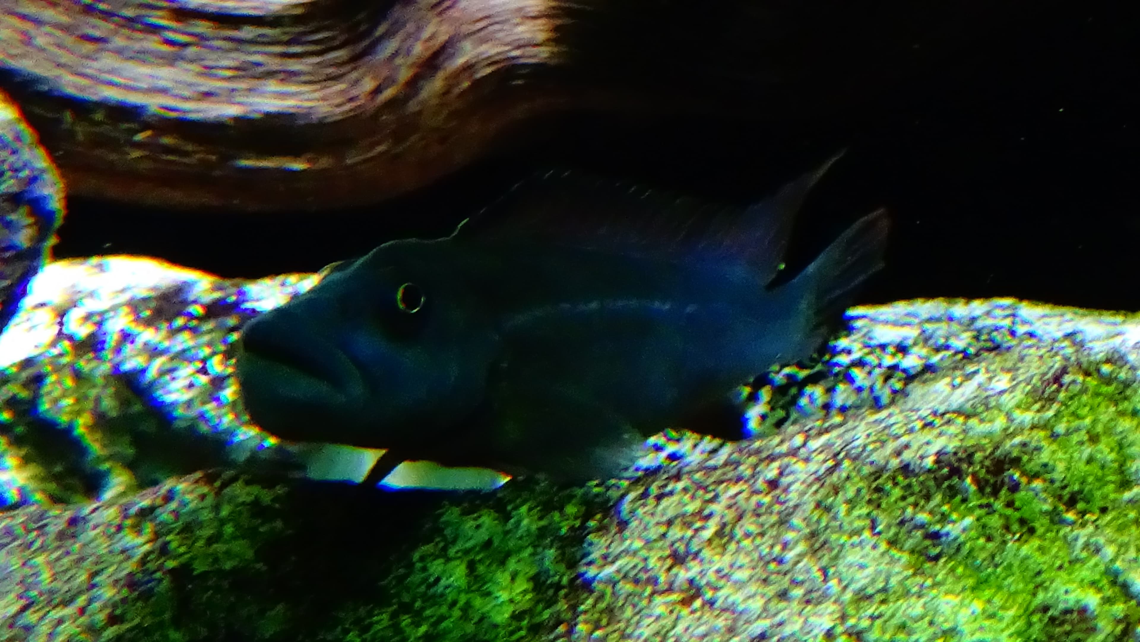Lionhead Cichlid