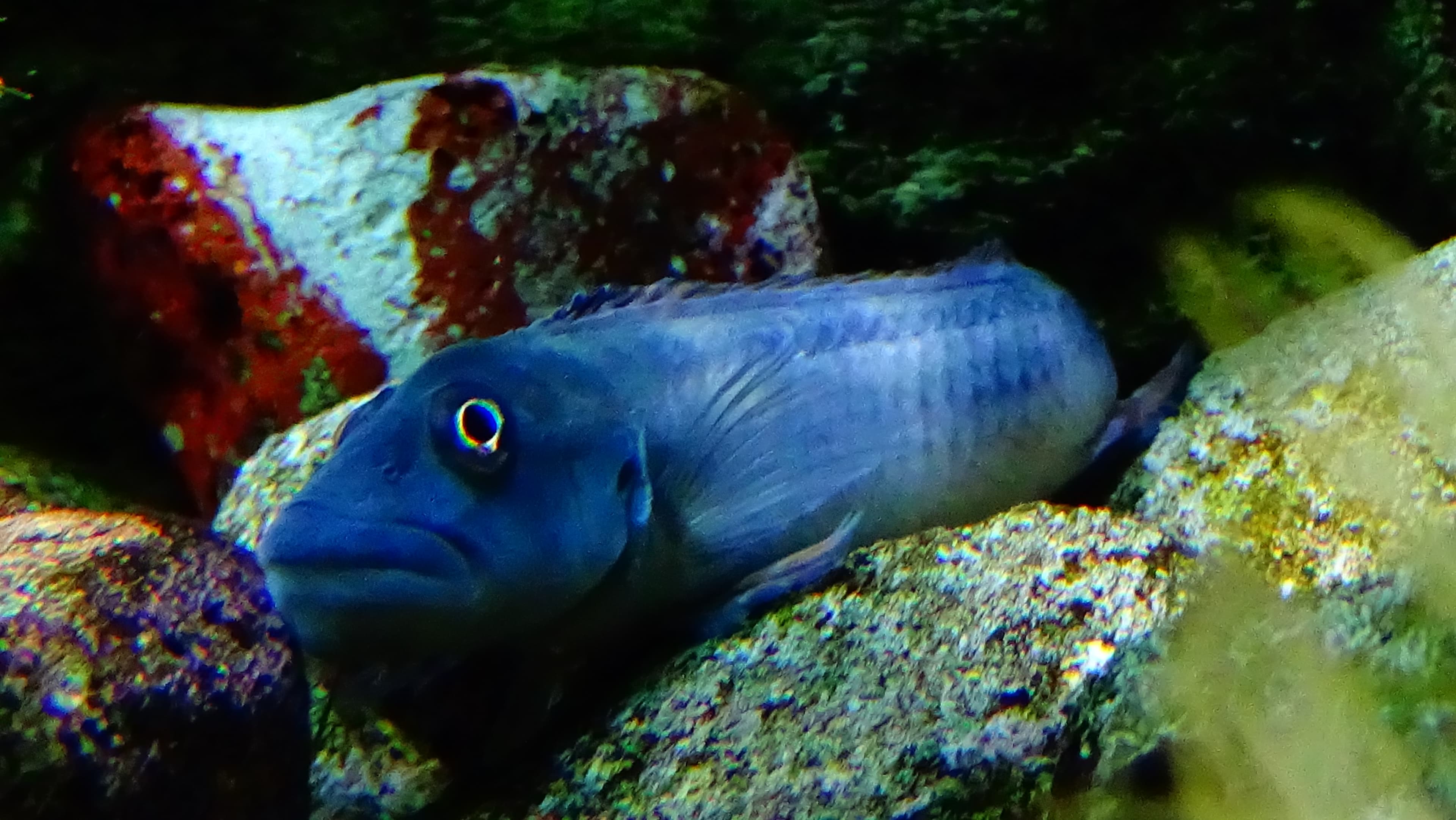 Tinanti's Bufflehead Cichlid