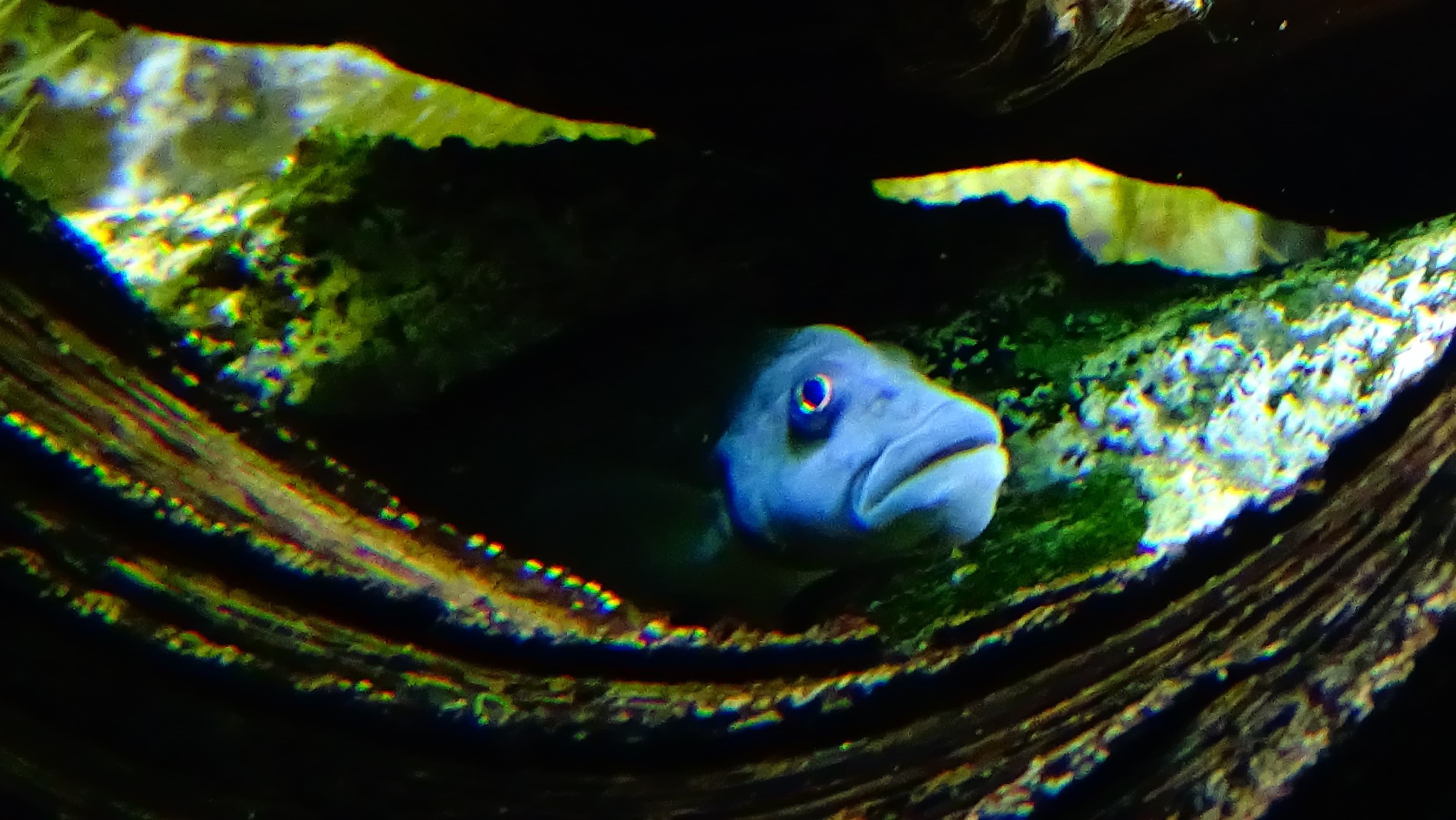 Lionhead Cichlid