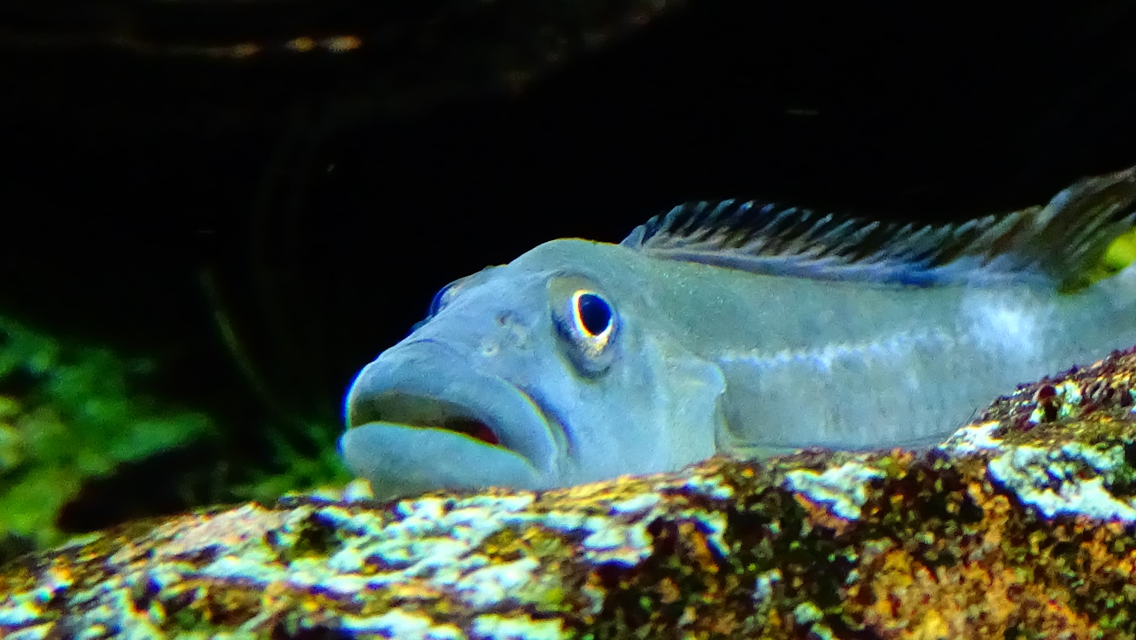 Tinanti's Dwarf Lionhead Cichlid