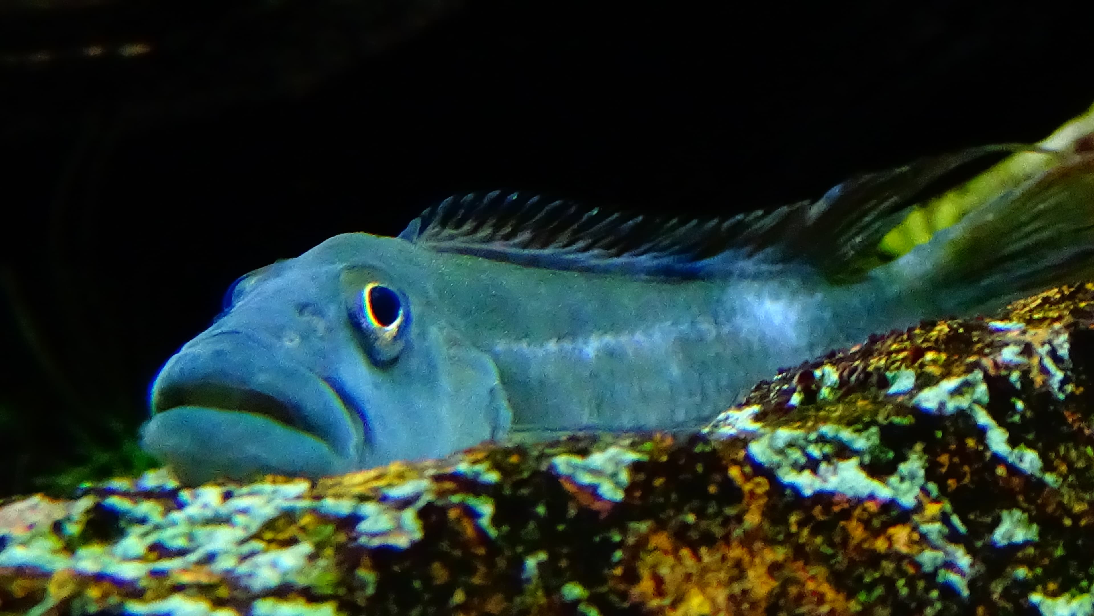 Tinanti's Lionhead Cichlid