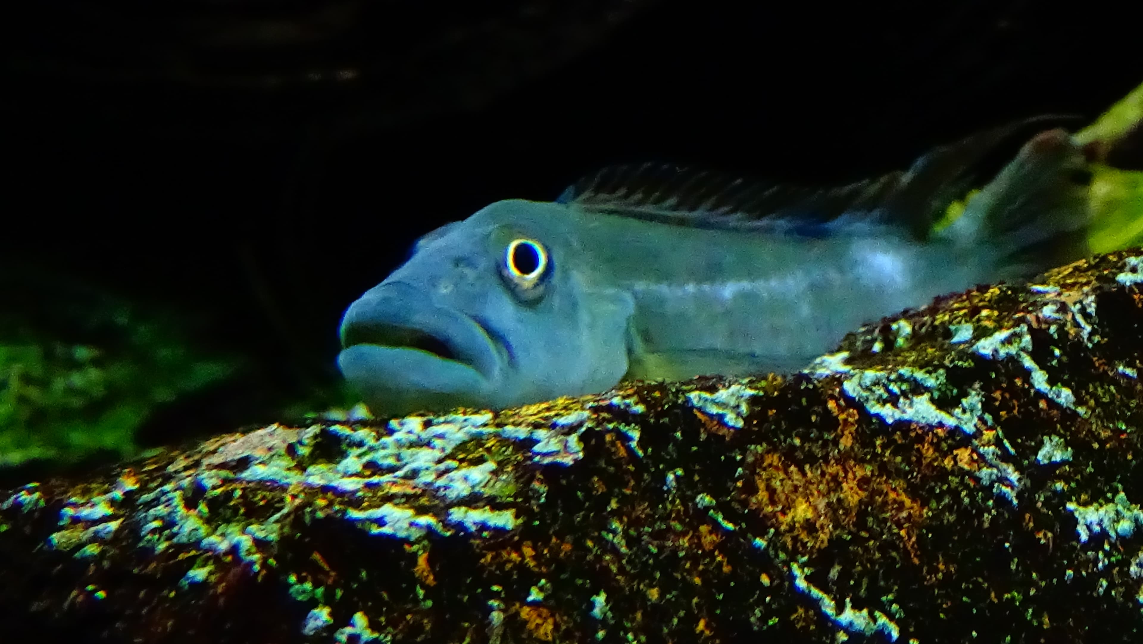 Tinanti's Buffalohead Cichlid