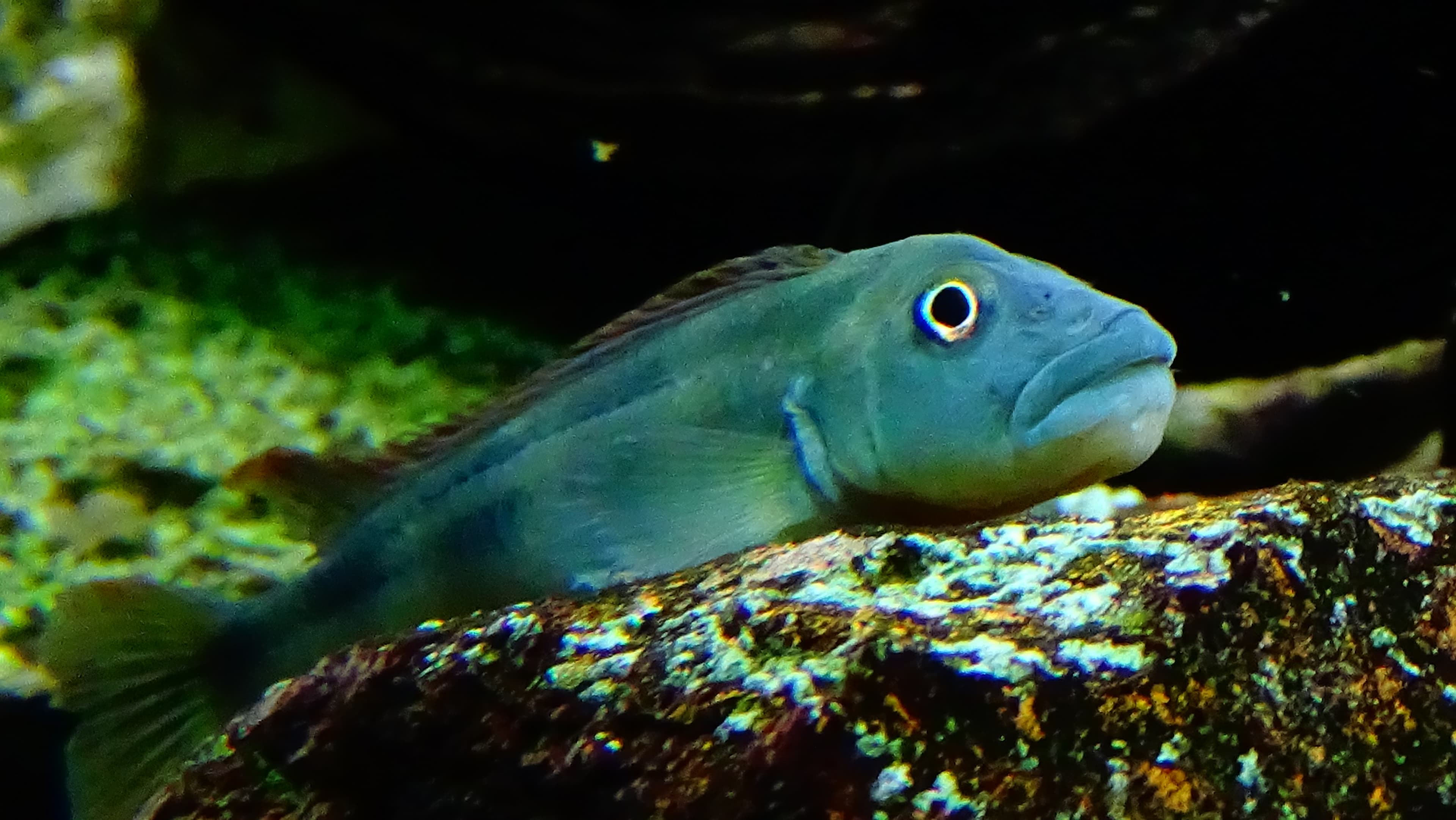 Tinanti's Buffalohead Cichlid