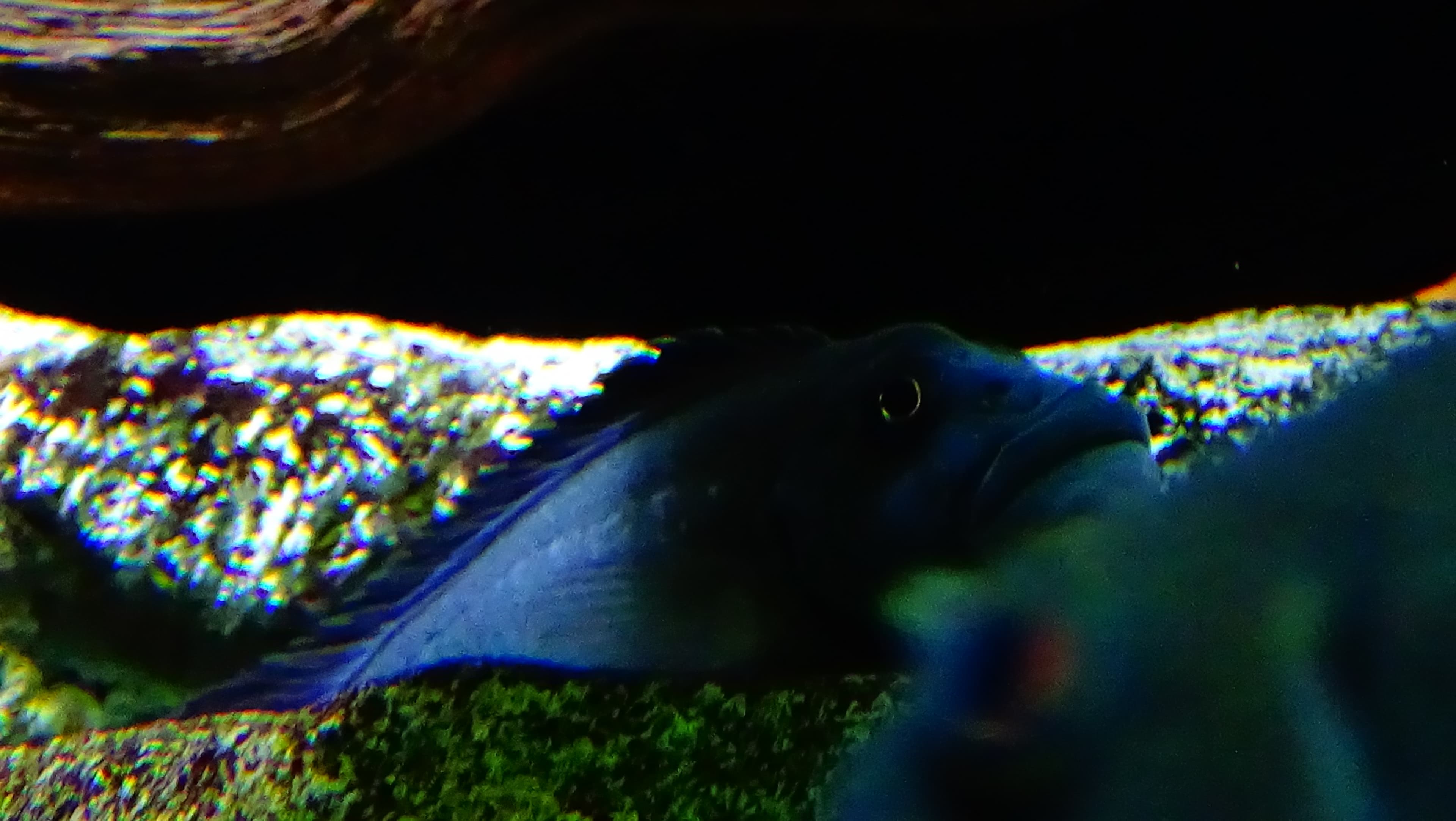 Tinanti's Lionhead Cichlid