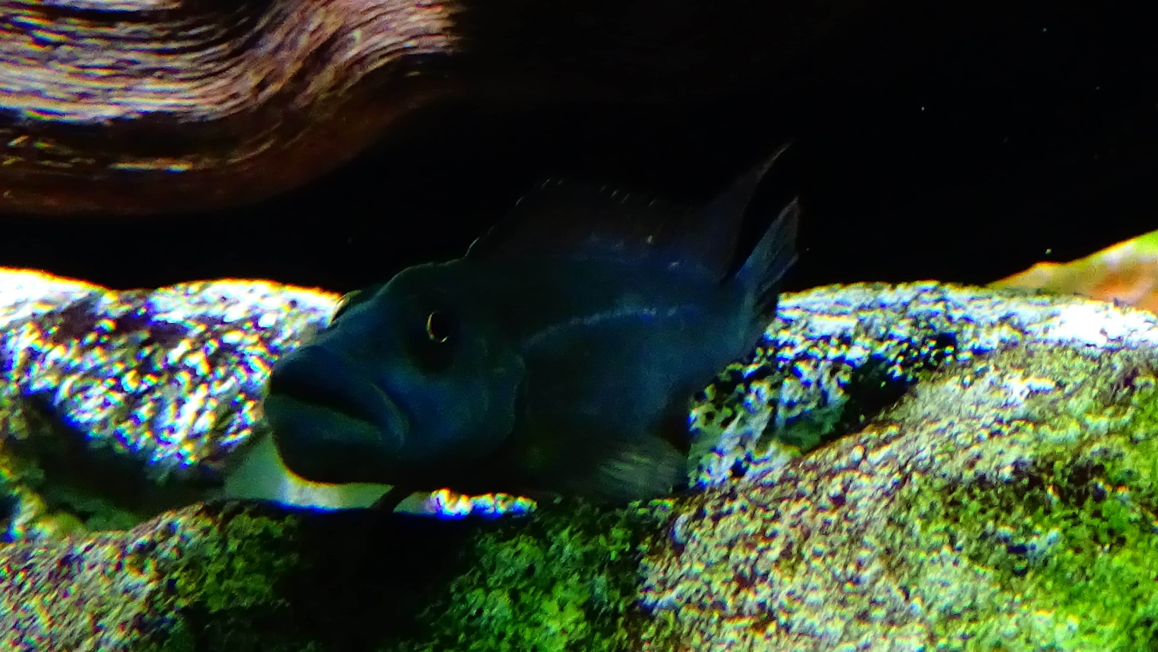 Tinanti's Lionhead Cichlid