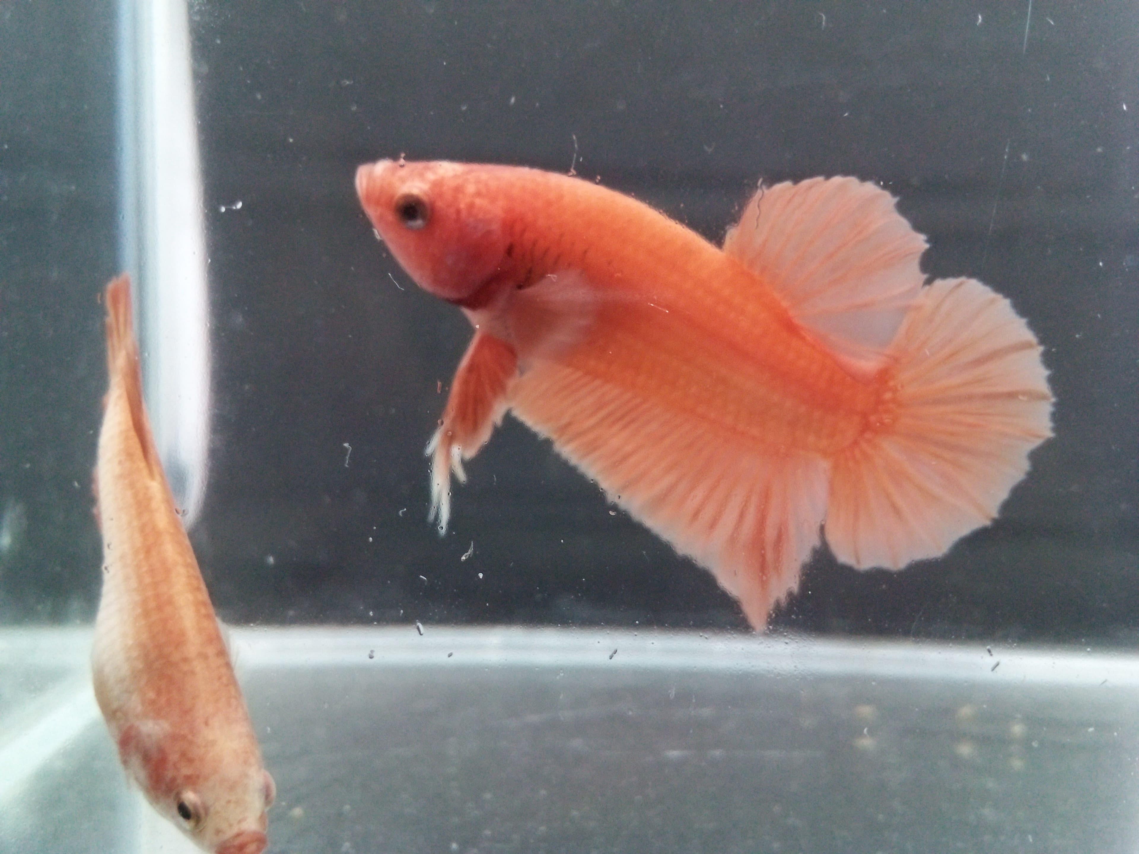 Betta Fish