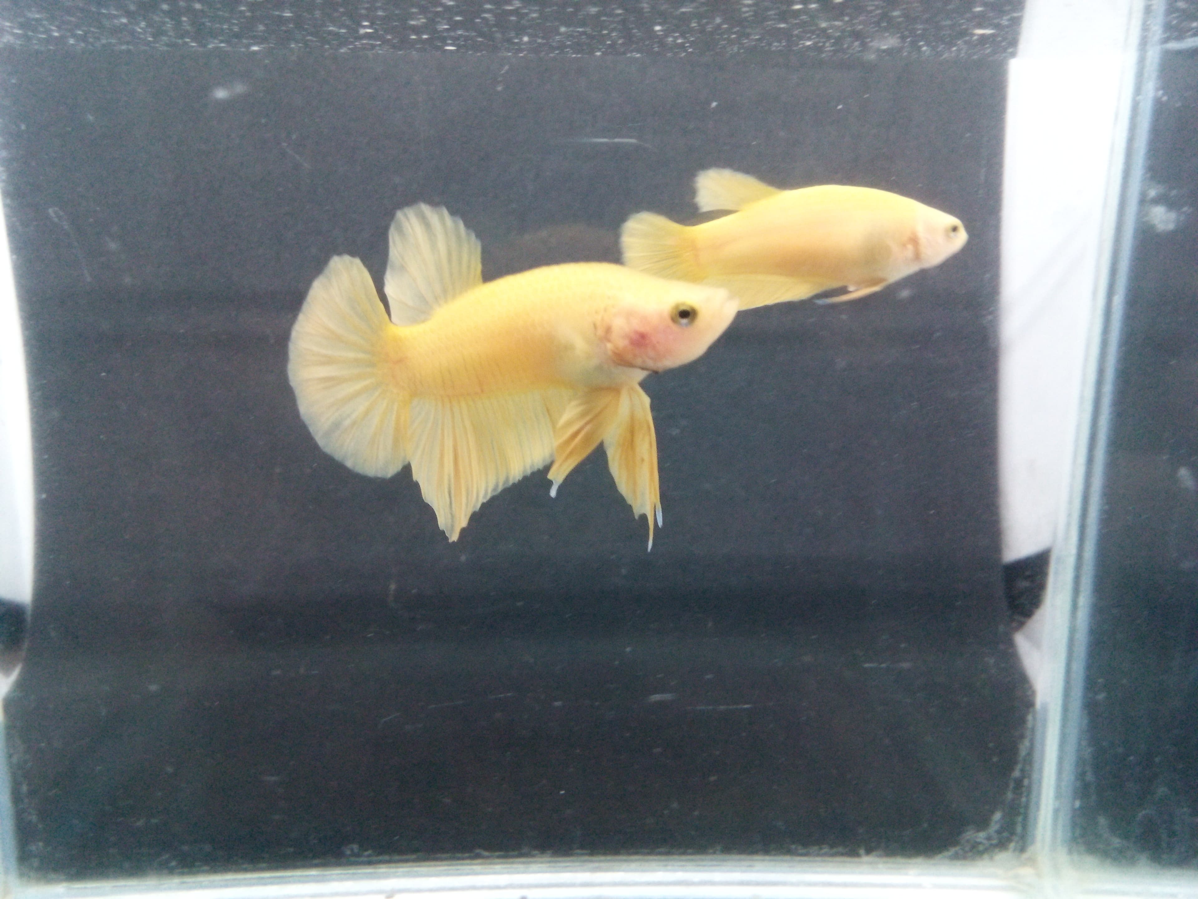 Super Yellow Plakat Halfmoon Betta