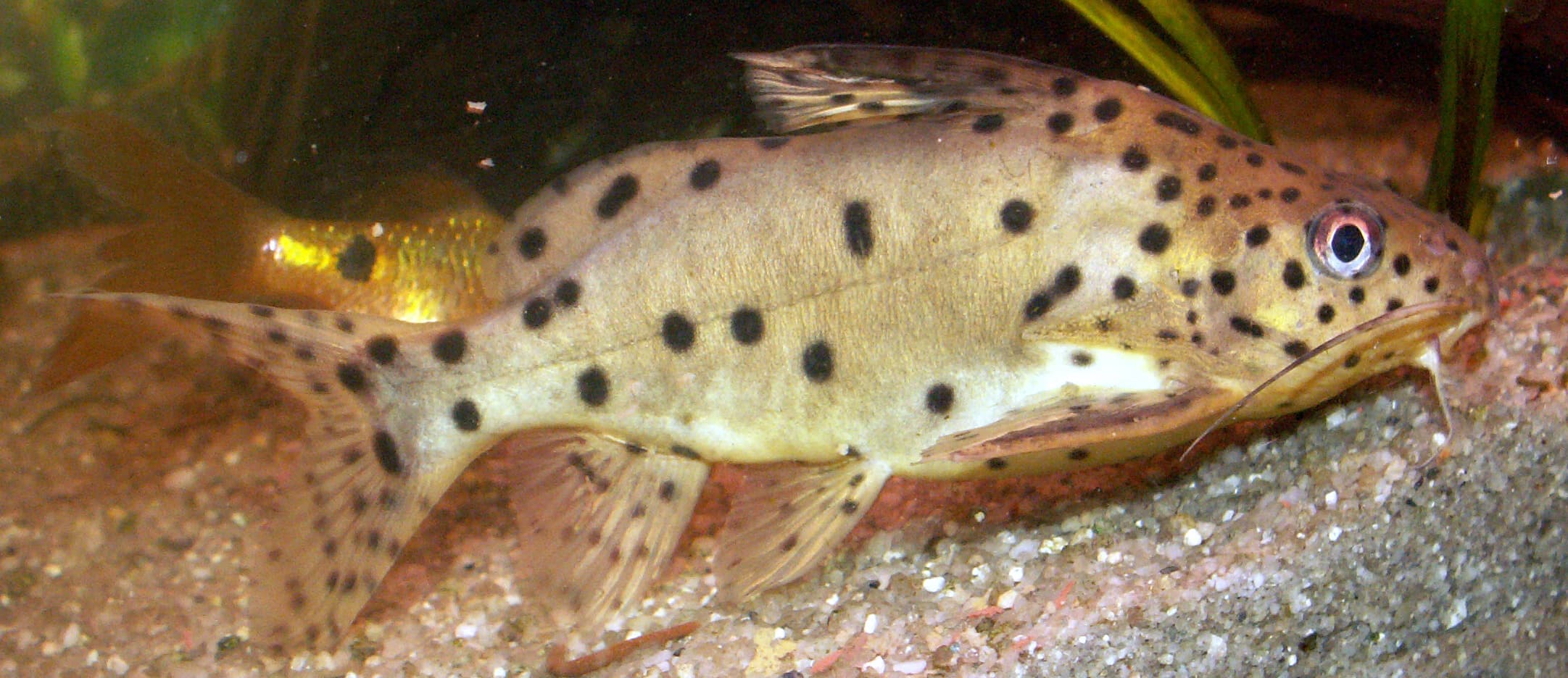 Malawi Cuckoo Catfish