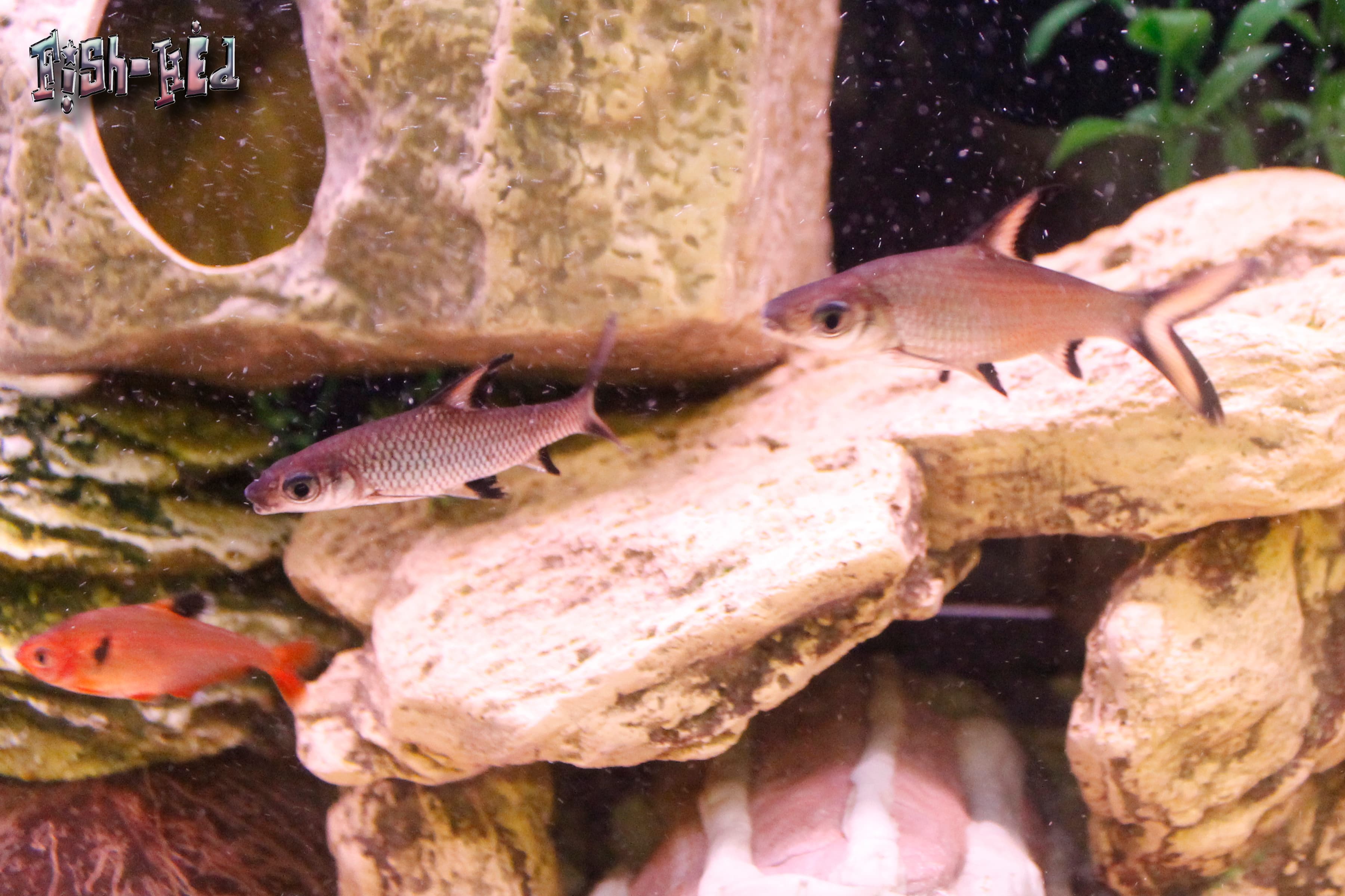 Bala Shark