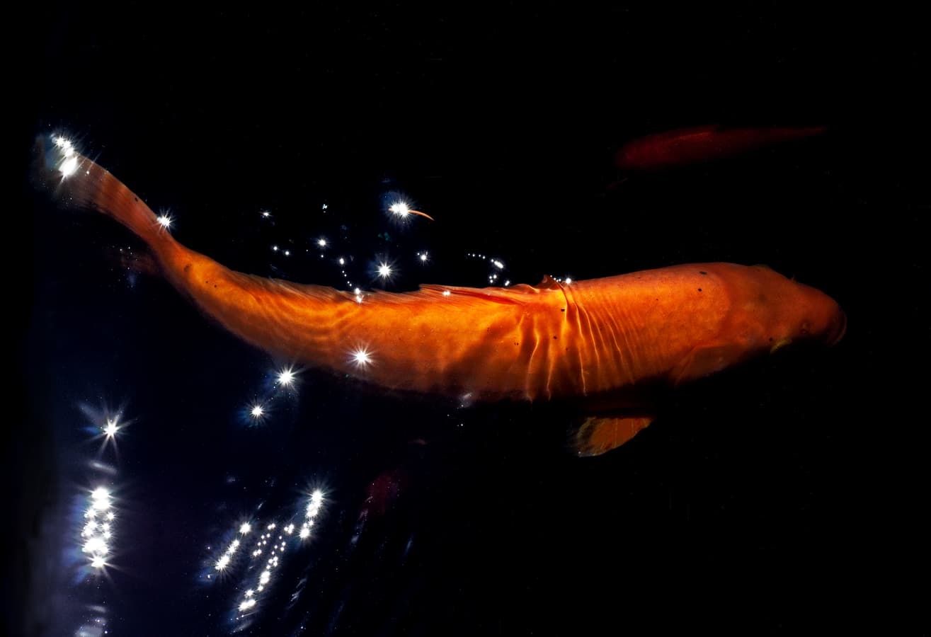 Koi