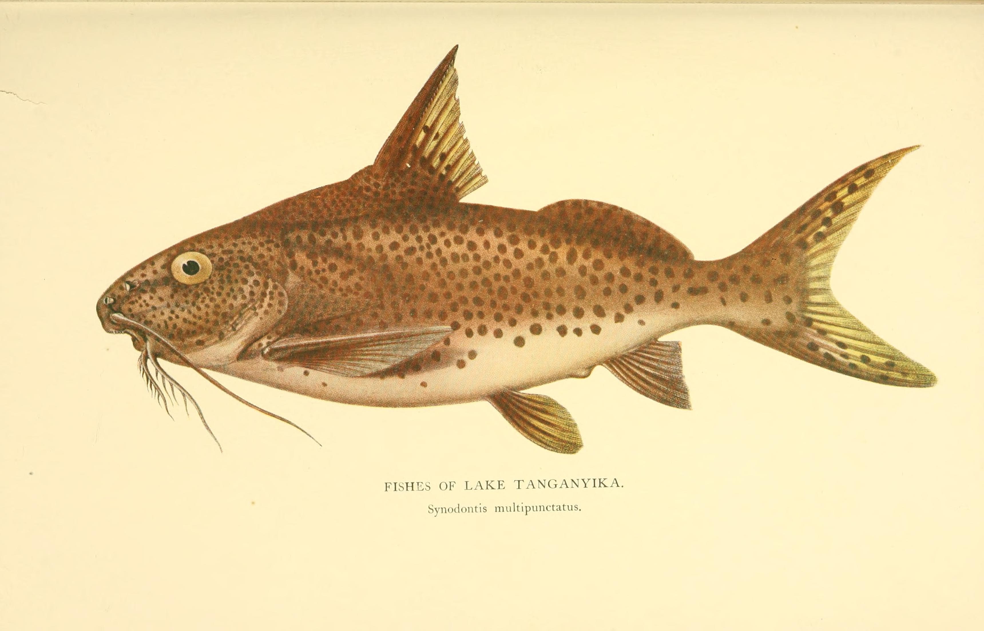 Cuckoo Catfish
