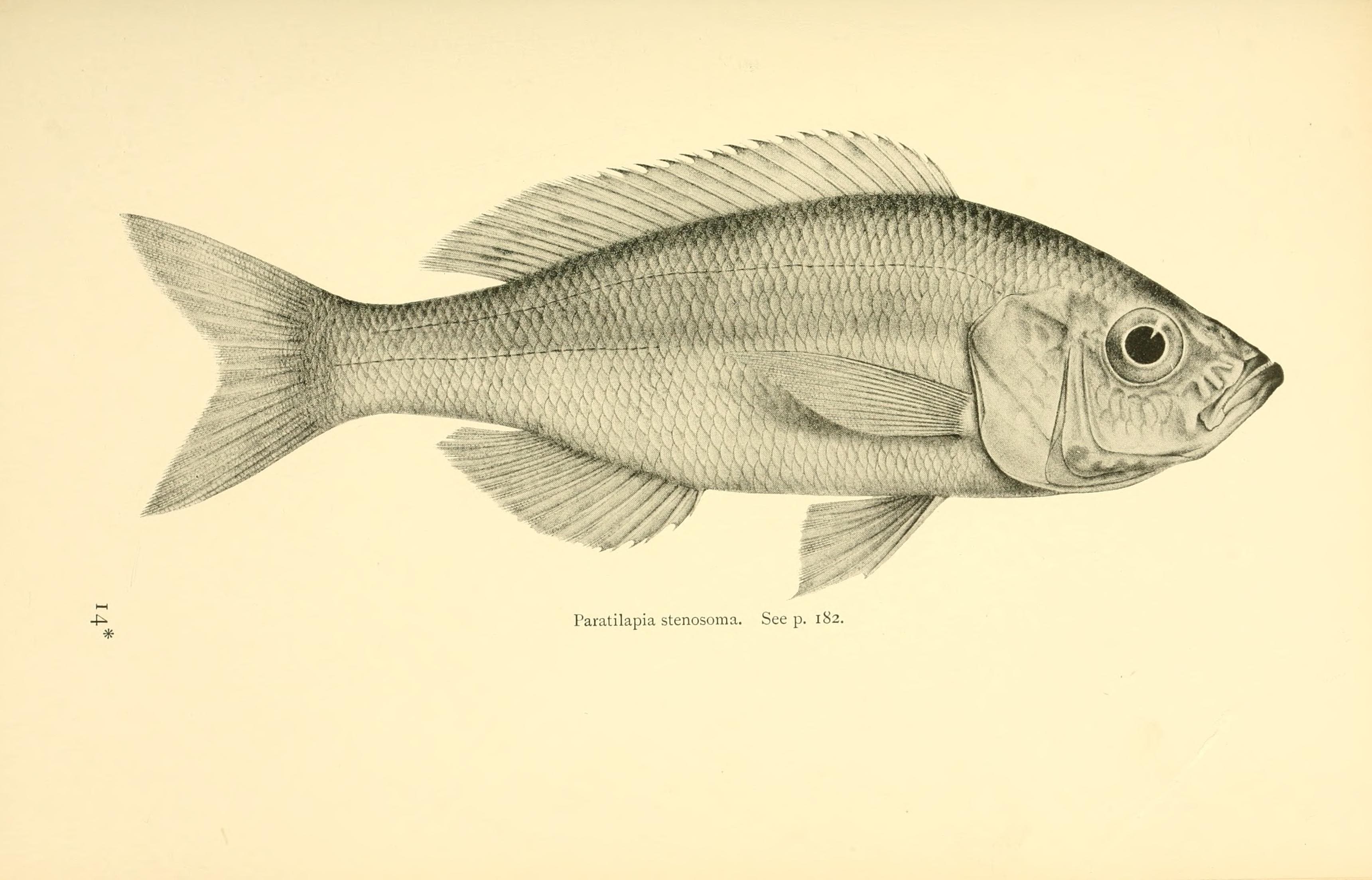 Slender Sardine Cichlid