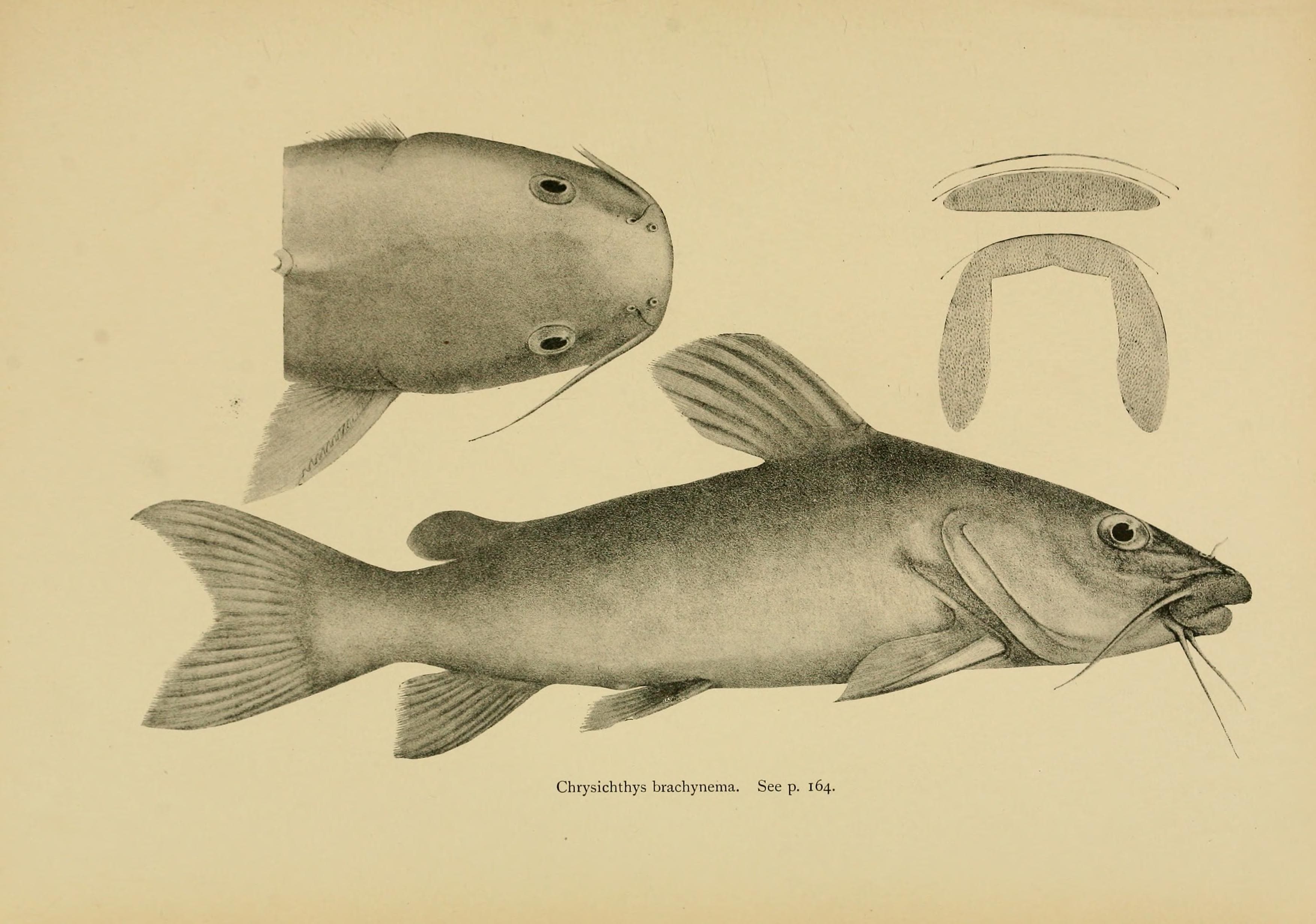 Lake Tanganyika Catfish