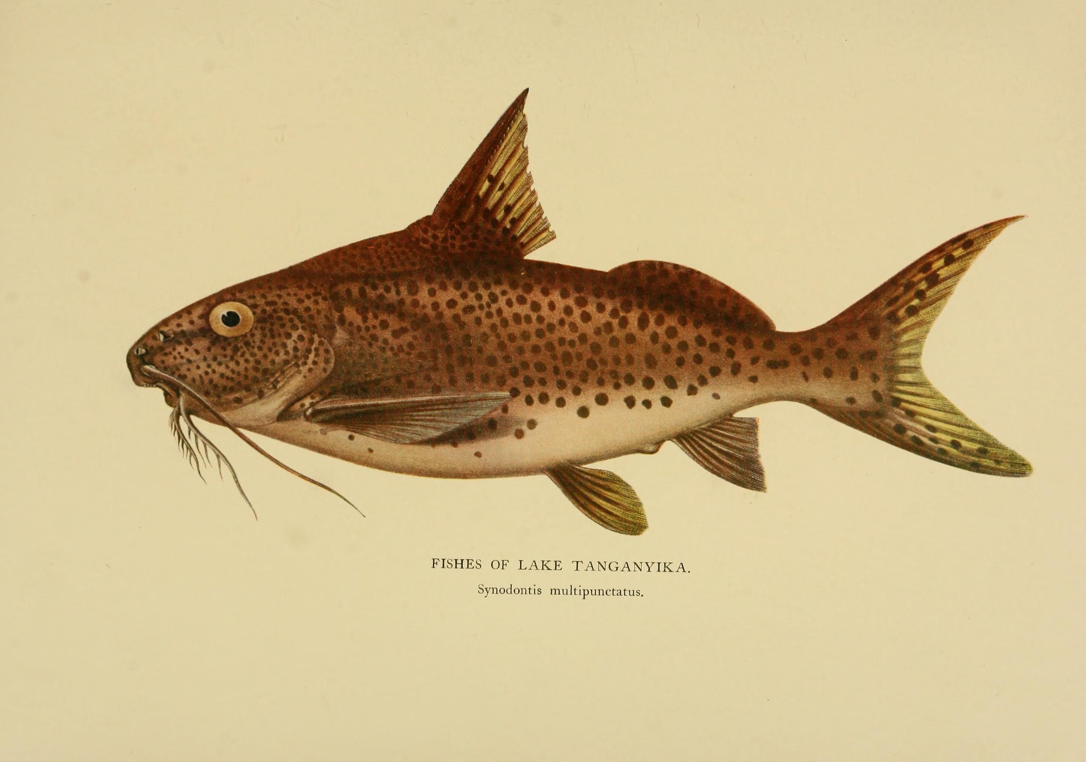Cuckoo Catfish