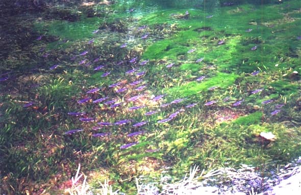 Taiwan Minnow