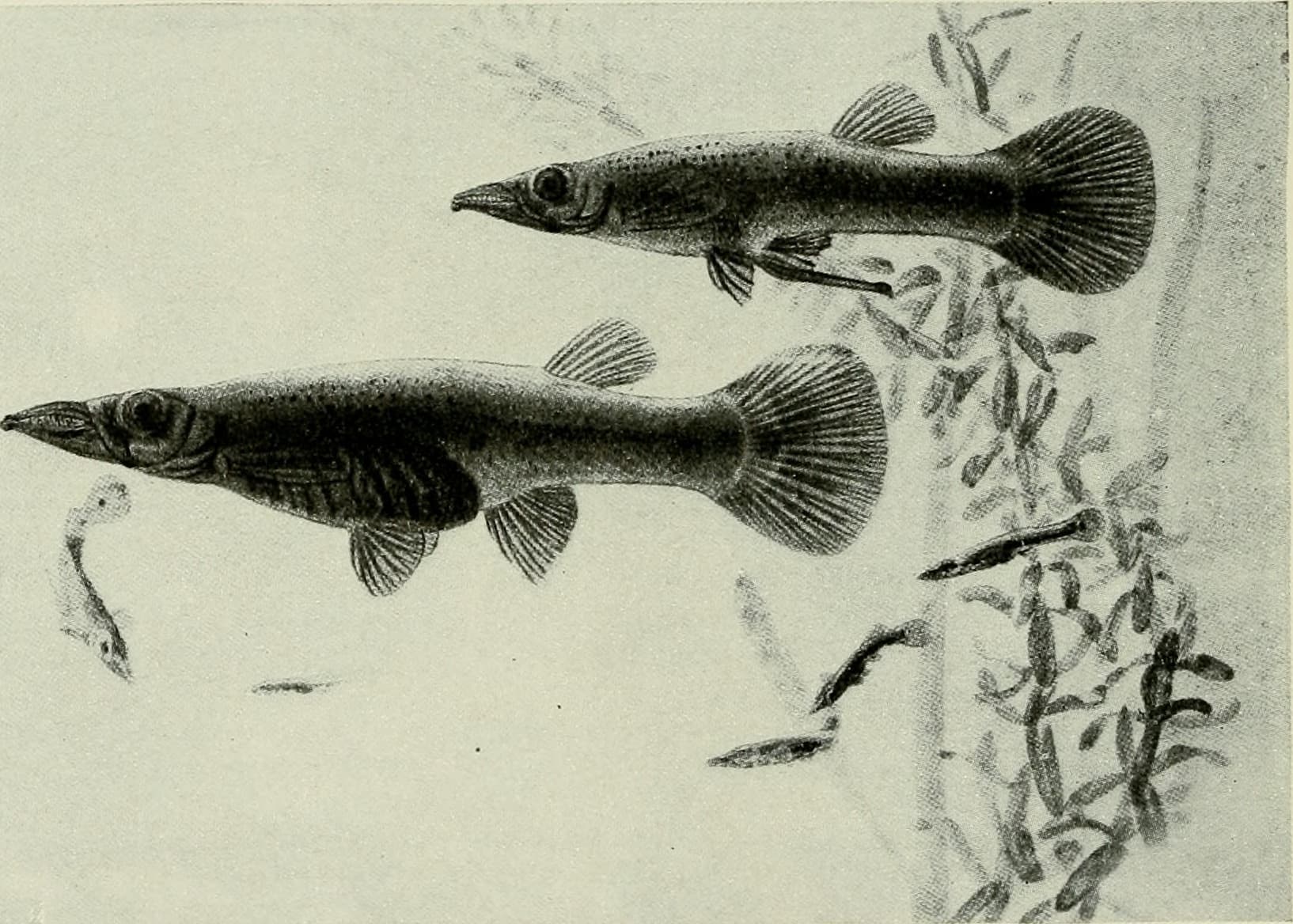 Guppy