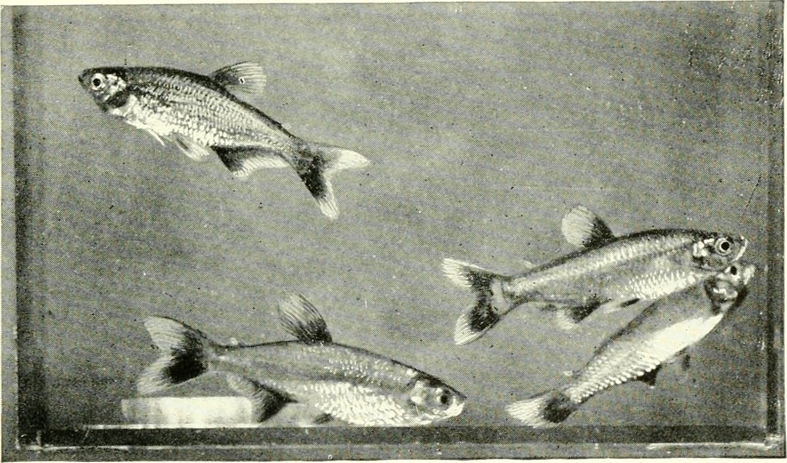 Zebra Danio