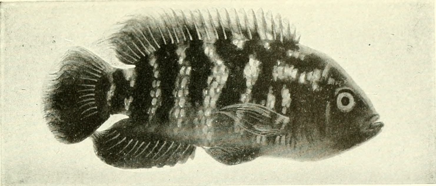 Jaguar Cichlid