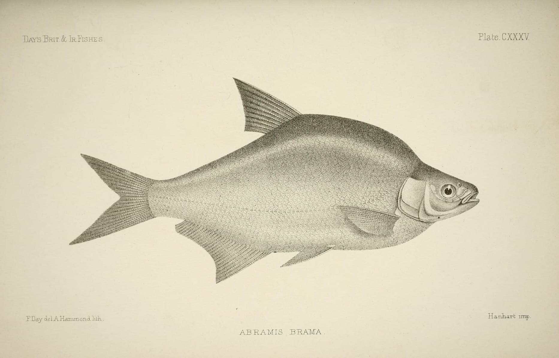 Common Bream