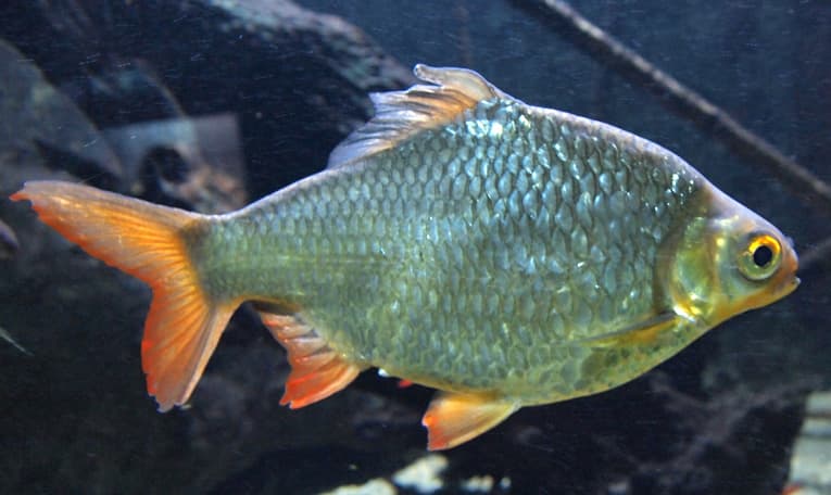 Rosy Barb