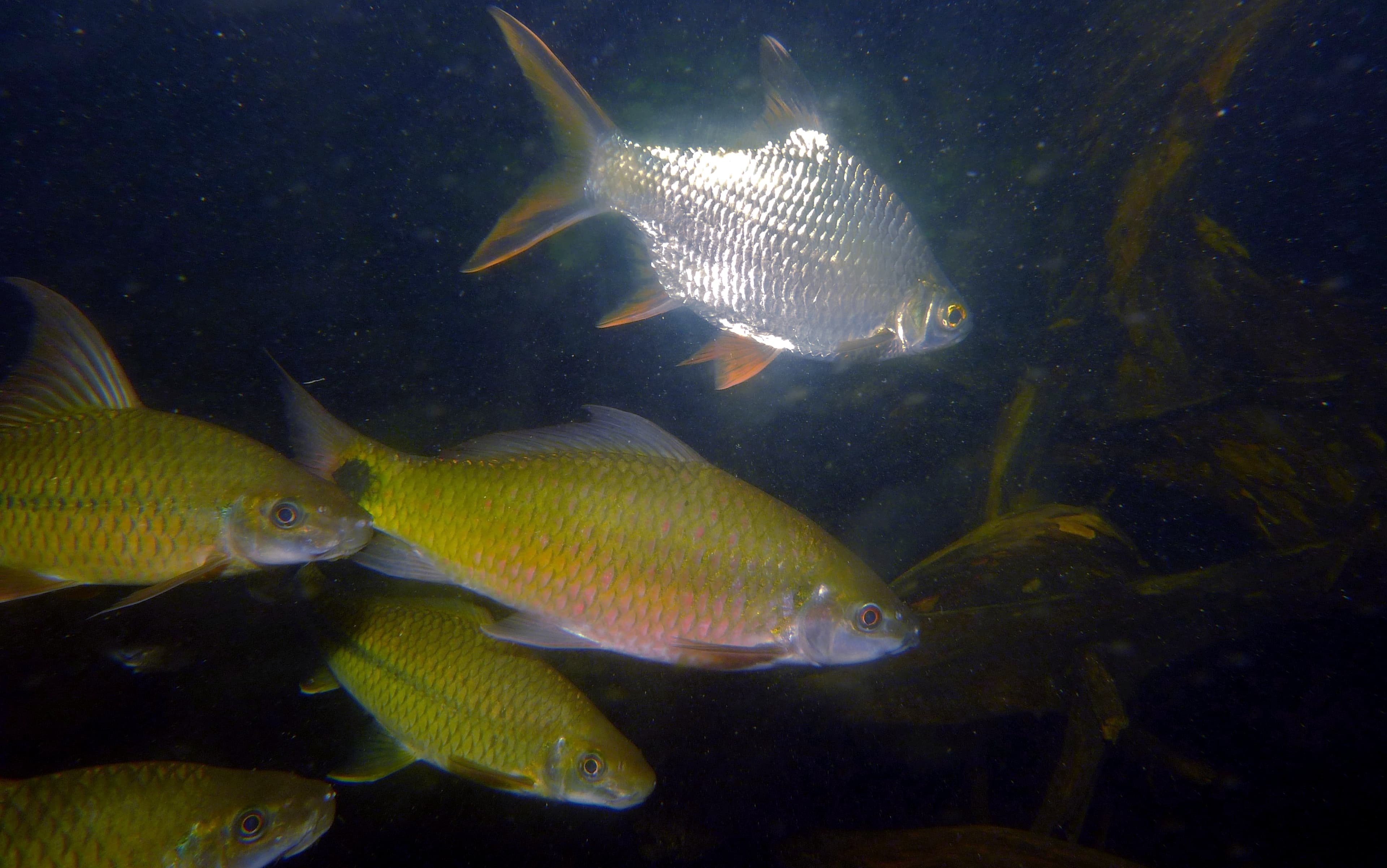 Tinfoil Barb