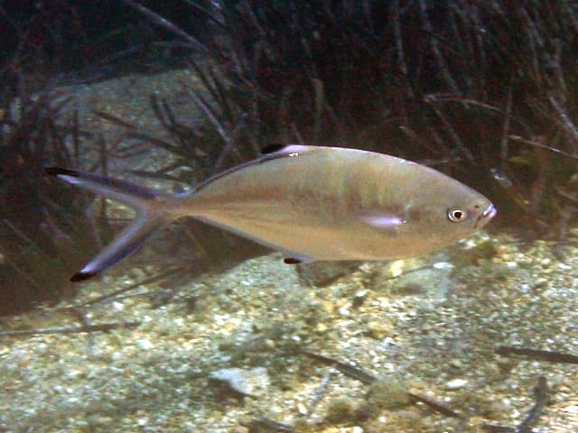 Pompano