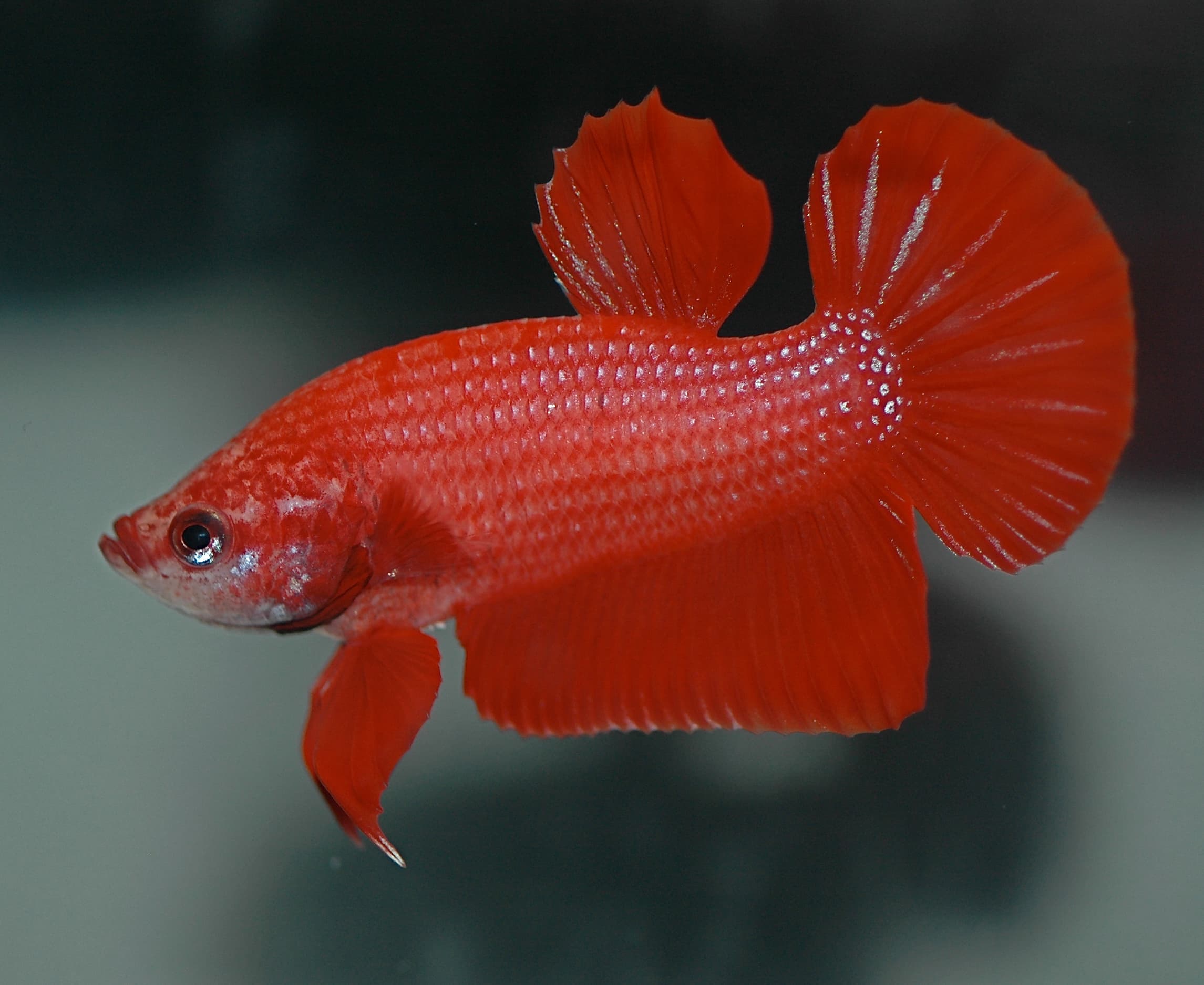Plakat Betta
