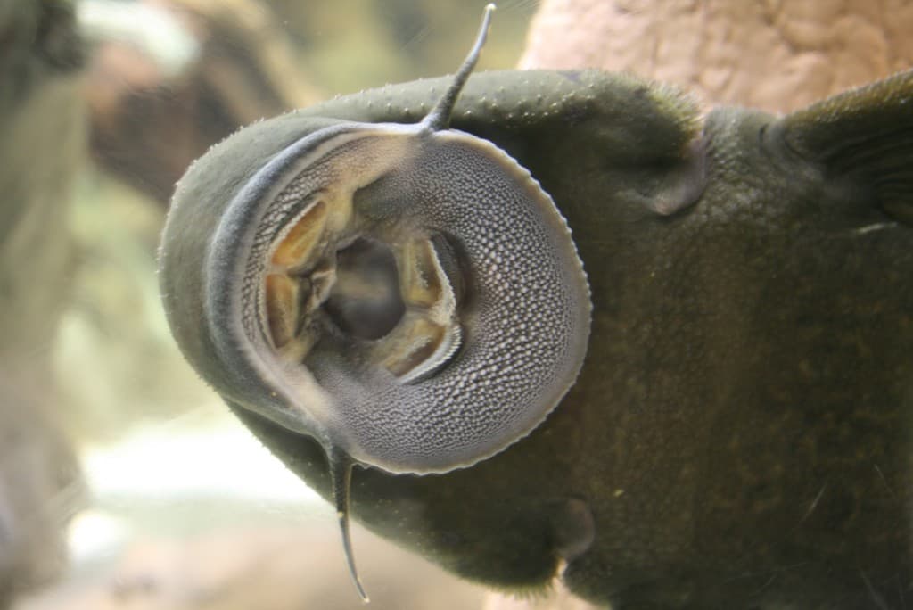 Plecostomus