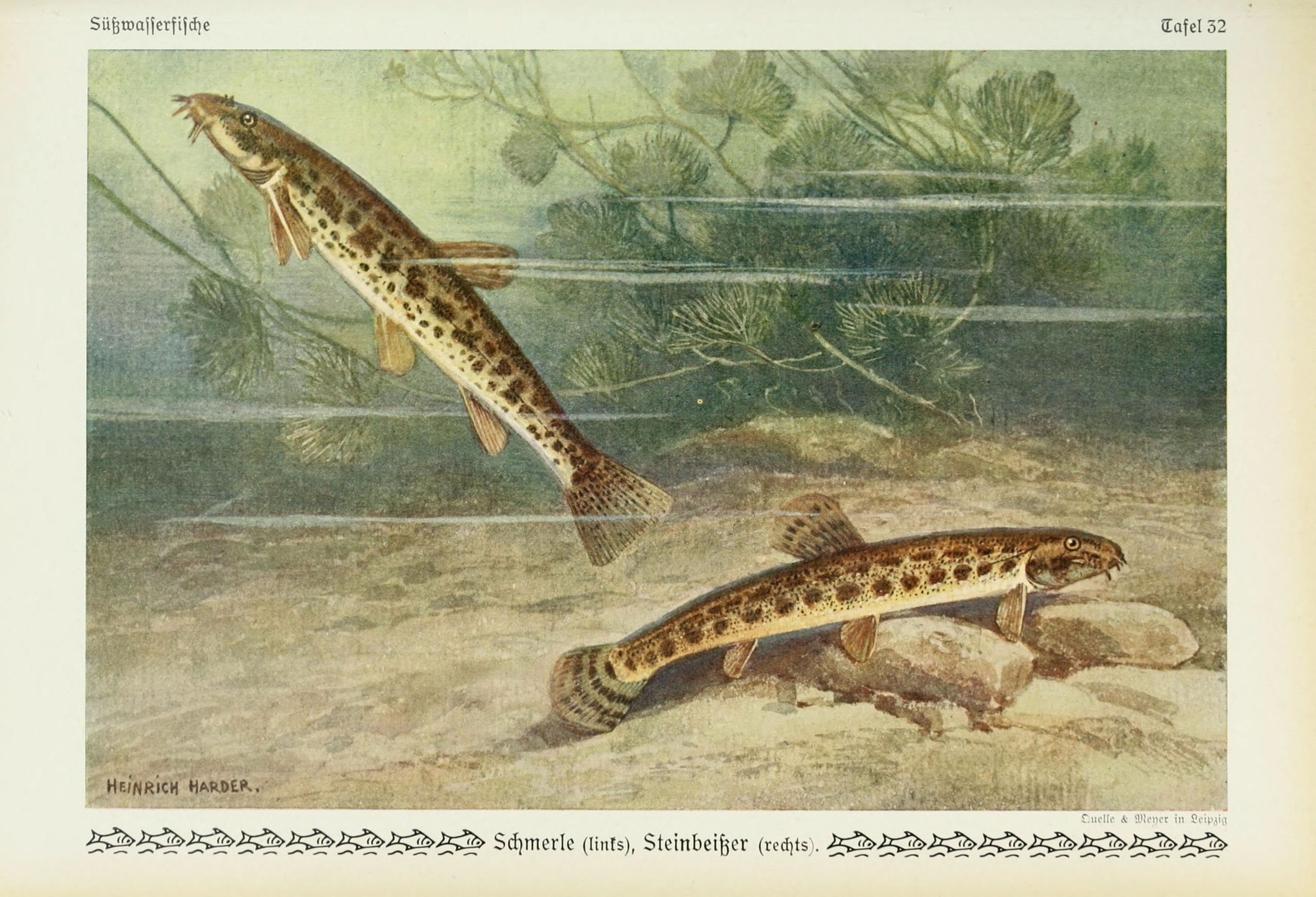 Stone Loach